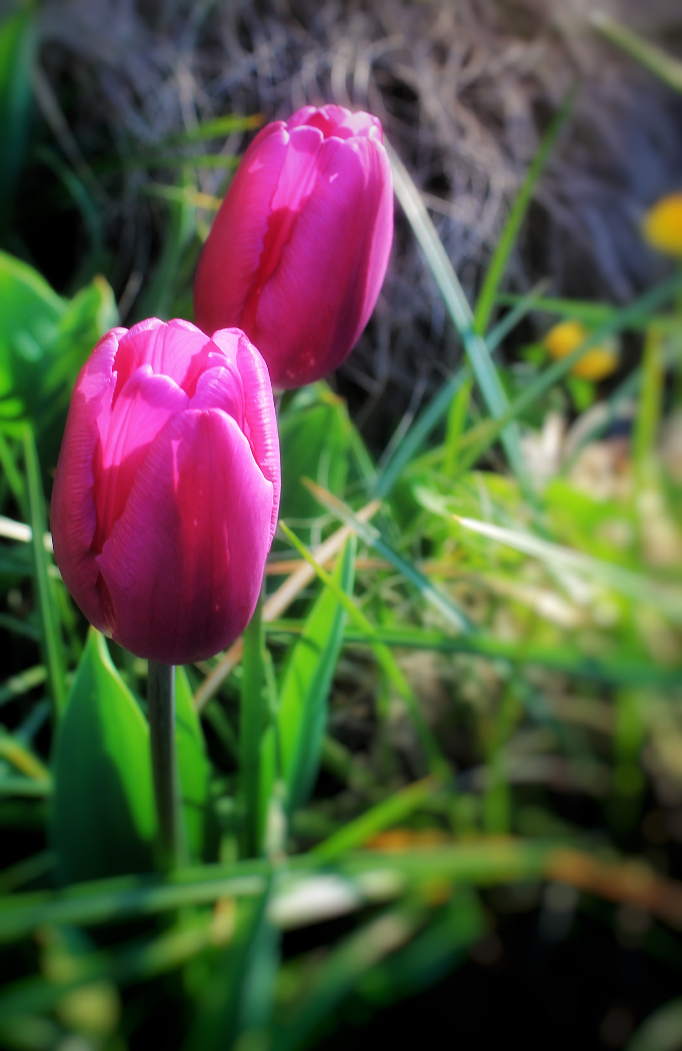 Canon EOS 1100D (EOS Rebel T3 / EOS Kiss X50) + Canon EF-S 18-55mm F3.5-5.6 IS II sample photo. Oh i miss the spring flowers! photography