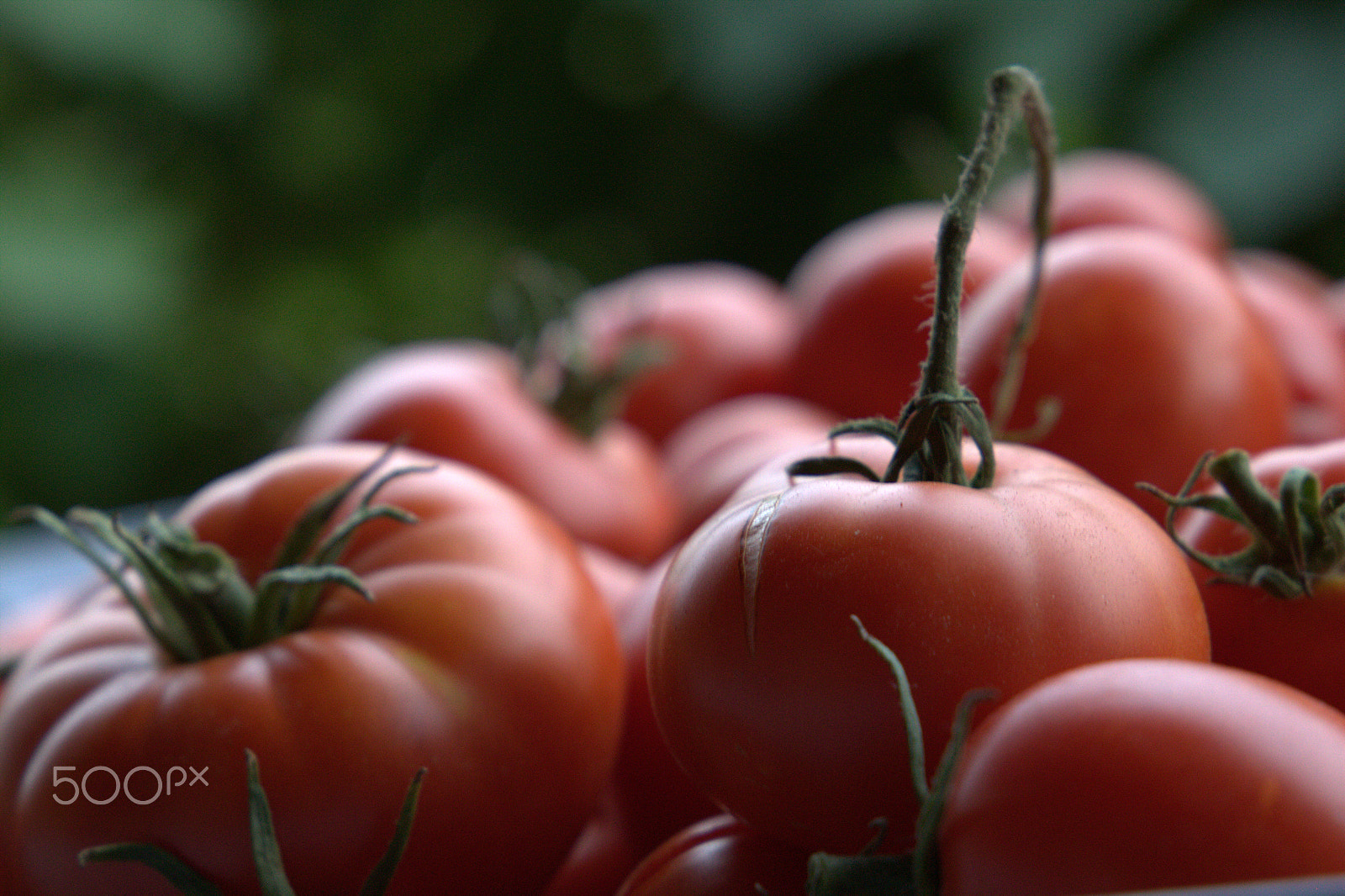 Canon EF 24-105mm F3.5-5.6 IS STM sample photo. Tomatos photography