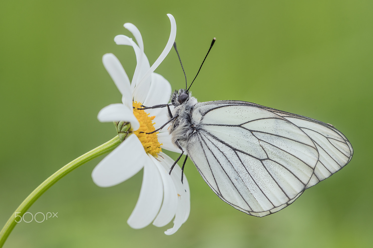 Sigma 150mm F2.8 EX DG Macro HSM sample photo. Black-veined white (aporia crataegi) photography