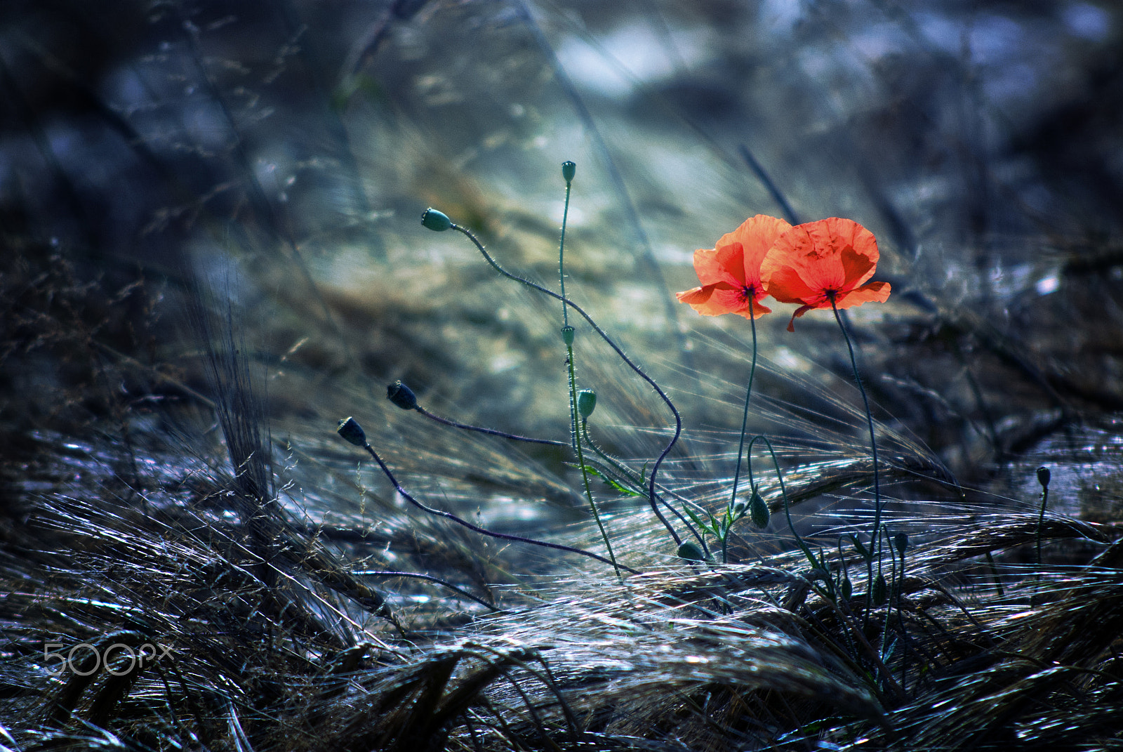 Nikon D80 + AF Nikkor 70-210mm f/4-5.6 sample photo. Avant l'orage photography