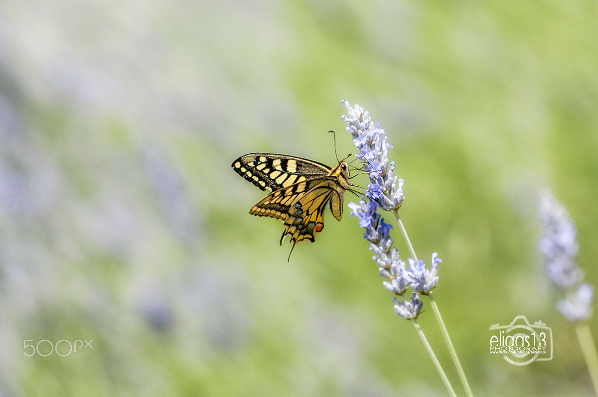 Nikon D300S + Nikon AF-S Nikkor 85mm F1.8G sample photo. Butterfly photography