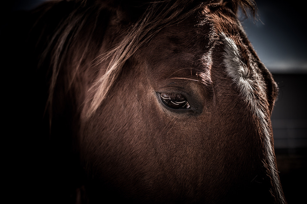 Canon EF 40mm F2.8 STM sample photo. Beautifullight gartnerj beauty photography