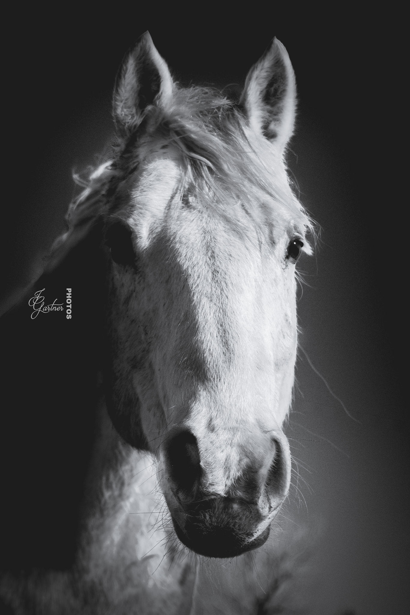 Canon EOS 650D (EOS Rebel T4i / EOS Kiss X6i) sample photo. Glowing grey mare photography