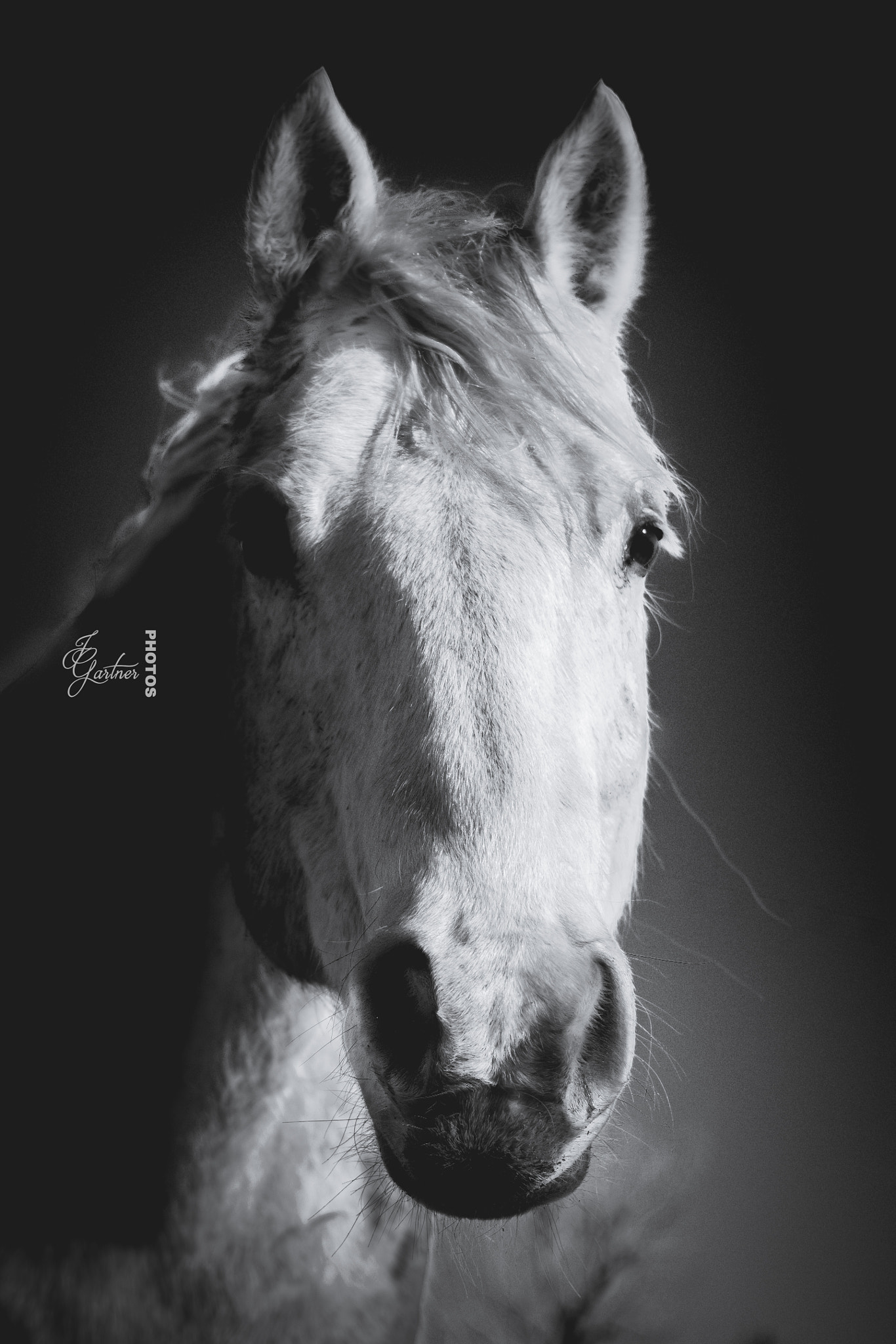 Canon EF 40mm F2.8 STM sample photo. Glowing grey mare photography