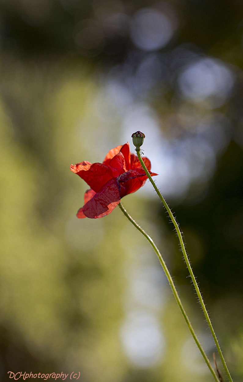 Canon EF 100mm F2.8L Macro IS USM sample photo. Into the spotlight photography