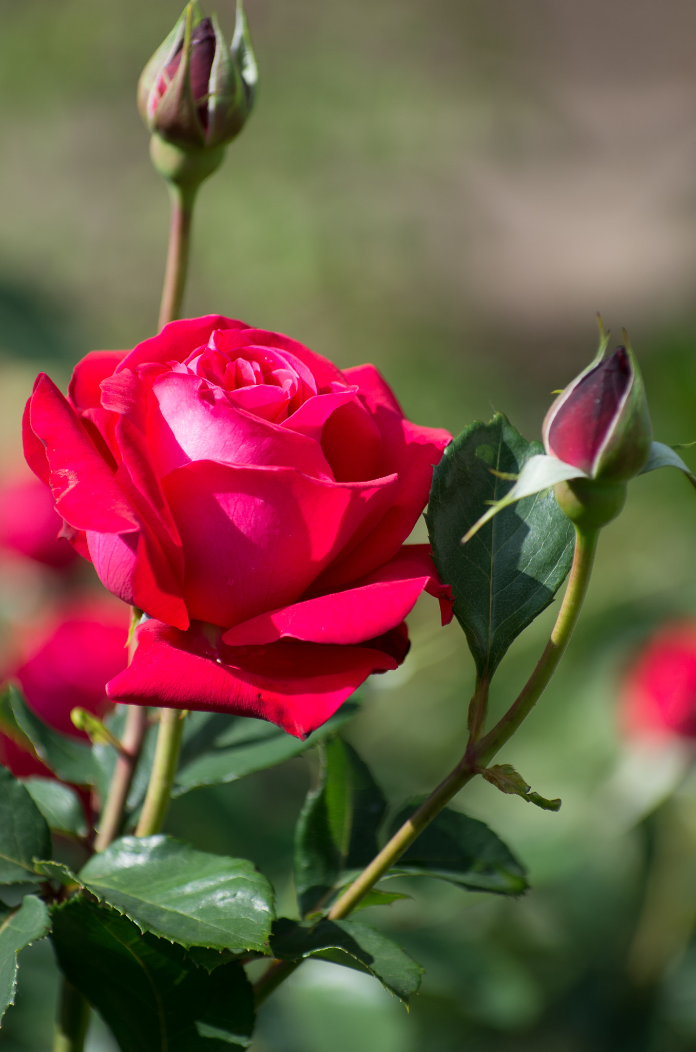 Pentax K-5 IIs sample photo. Роза photography