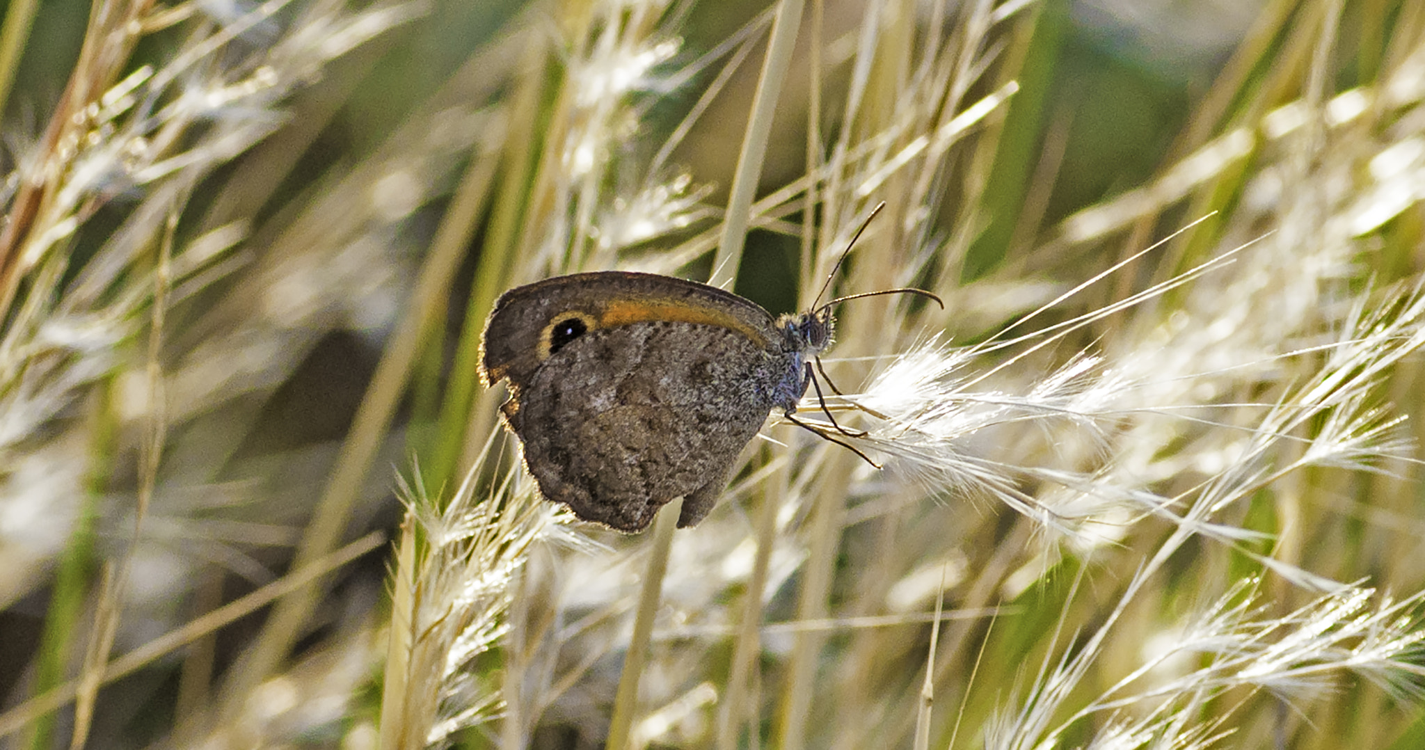 Nikon D5000 + Tamron SP 90mm F2.8 Di VC USD 1:1 Macro sample photo. Butterfly photography