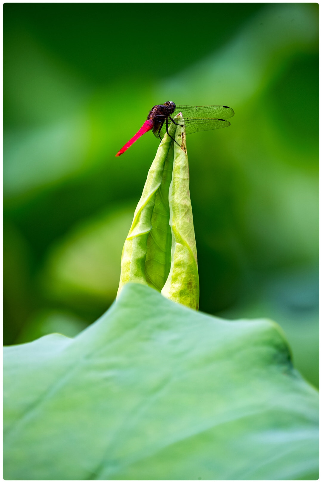 Canon EF 70-200mm F2.8L IS II USM sample photo. Red dragonfly photography