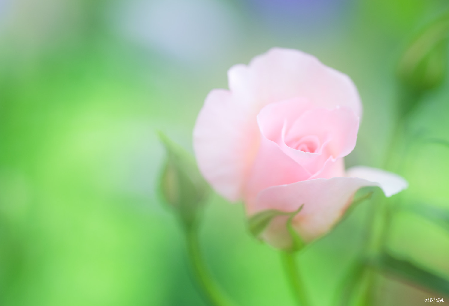 Sigma 150mm F2.8 EX DG OS Macro HSM sample photo. Rose photography