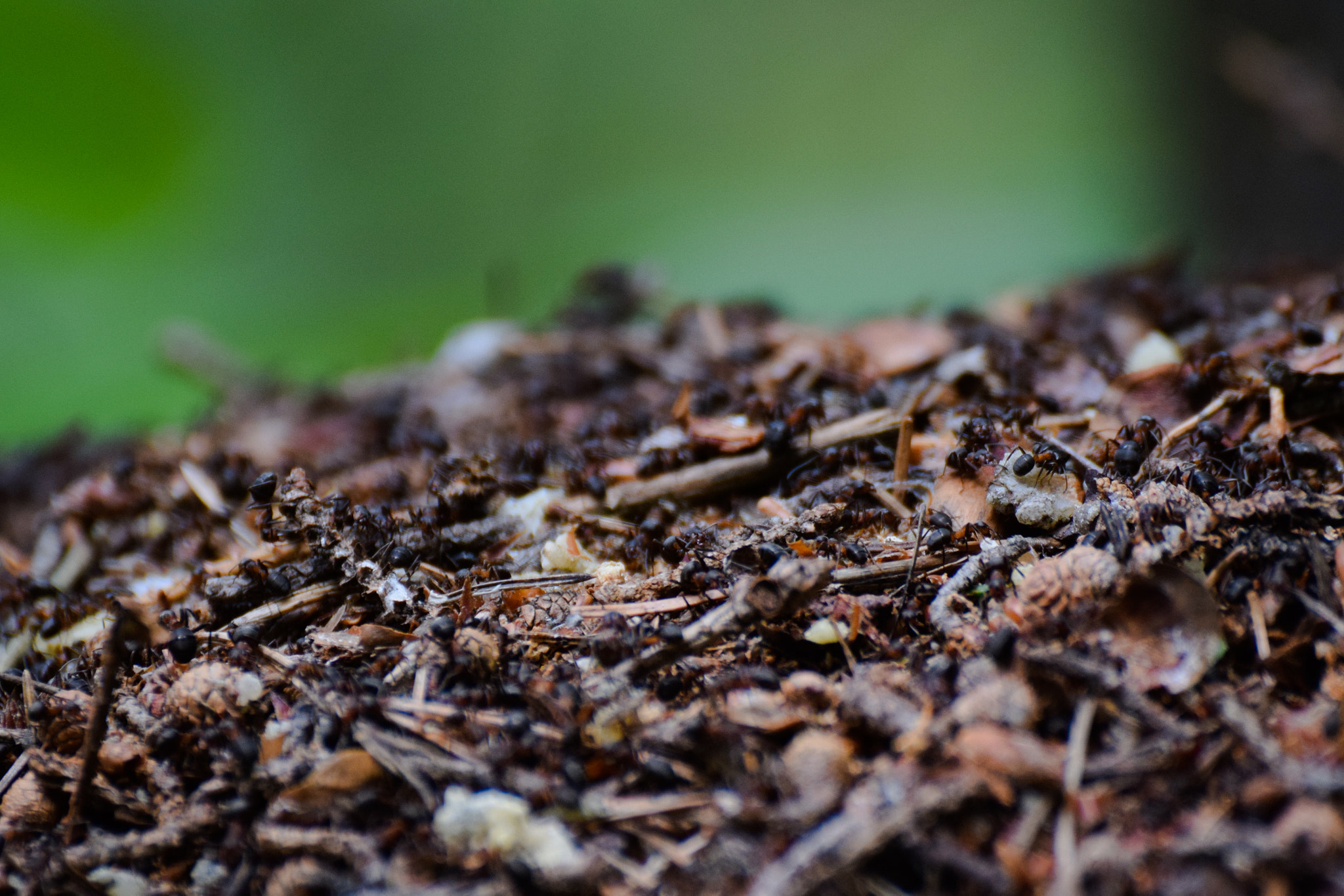 Tamron SP 70-300mm F4-5.6 Di VC USD sample photo. Anthill photography