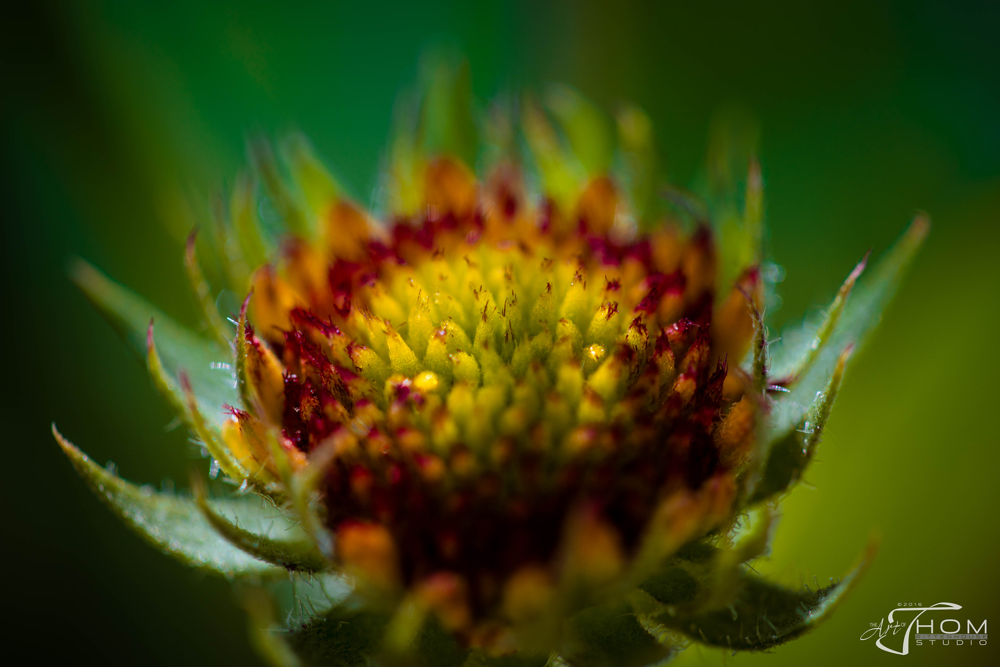 Canon EF 100mm F2.8 Macro USM sample photo. Summer bud photography