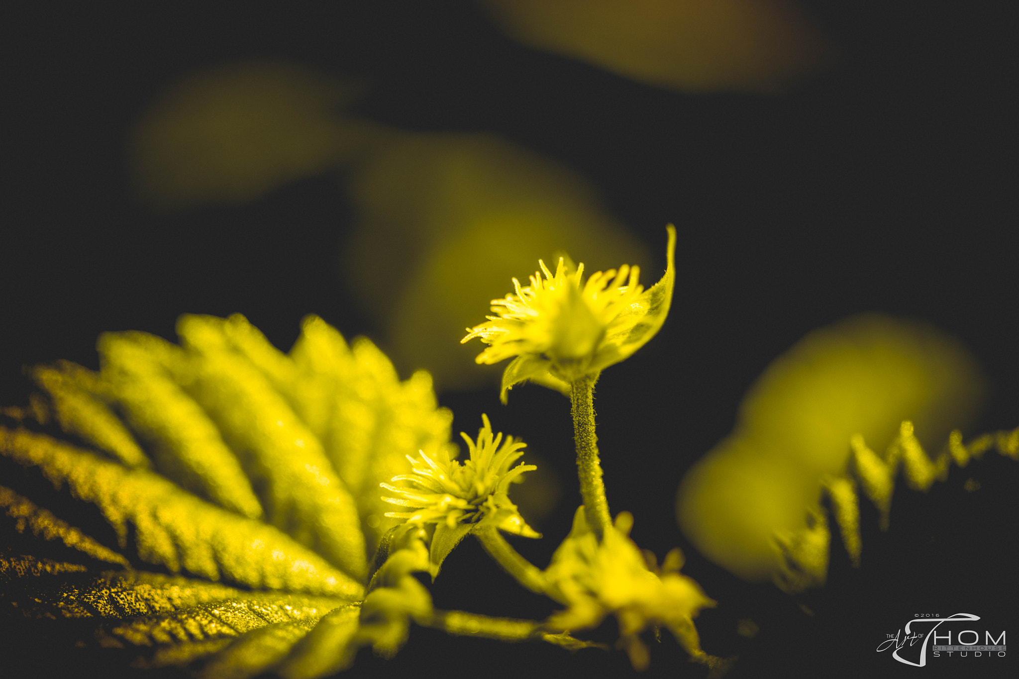 Canon EF 100mm F2.8 Macro USM sample photo. Cascadehop photography