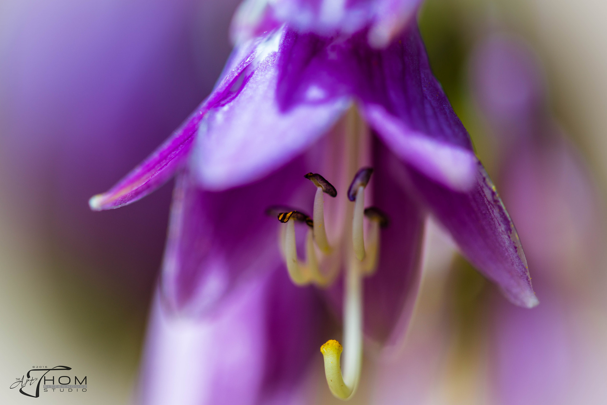 Canon EF 100mm F2.8 Macro USM sample photo. Fairy hat photography