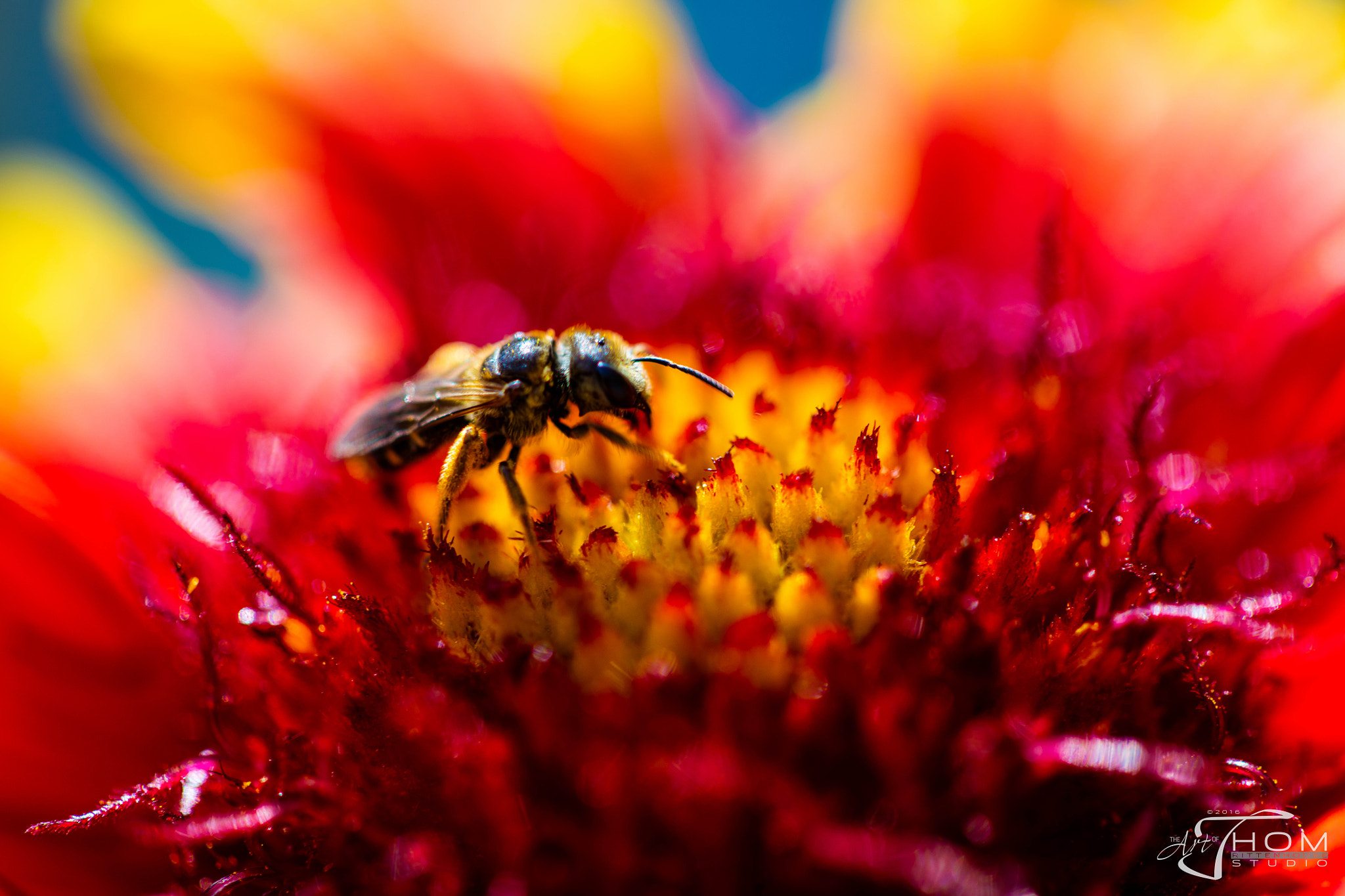 Canon EF 100mm F2.8 Macro USM sample photo. Busy bee photography