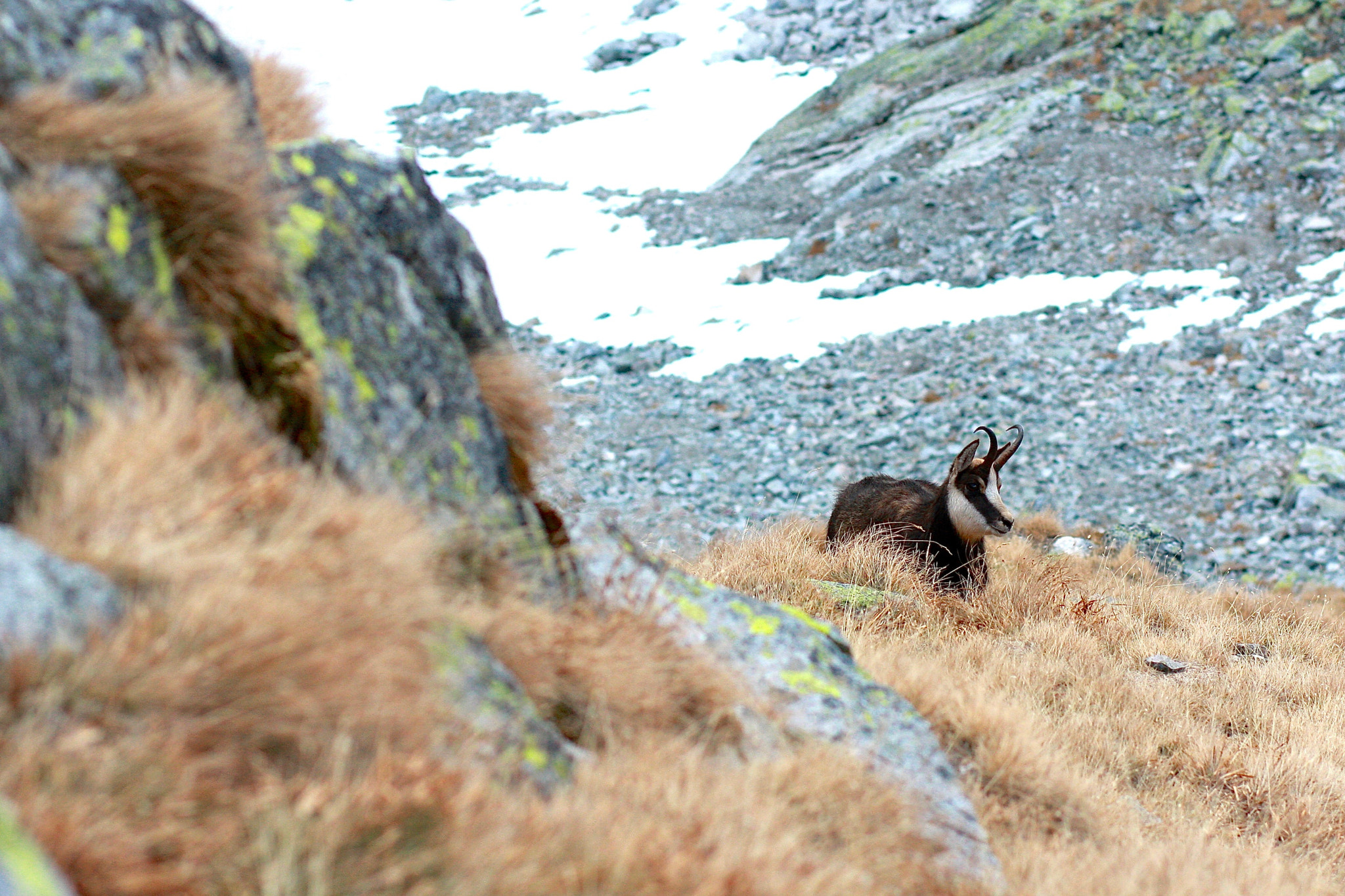 Canon EOS 40D + Canon EF 85mm F1.8 USM sample photo. Chamois photography