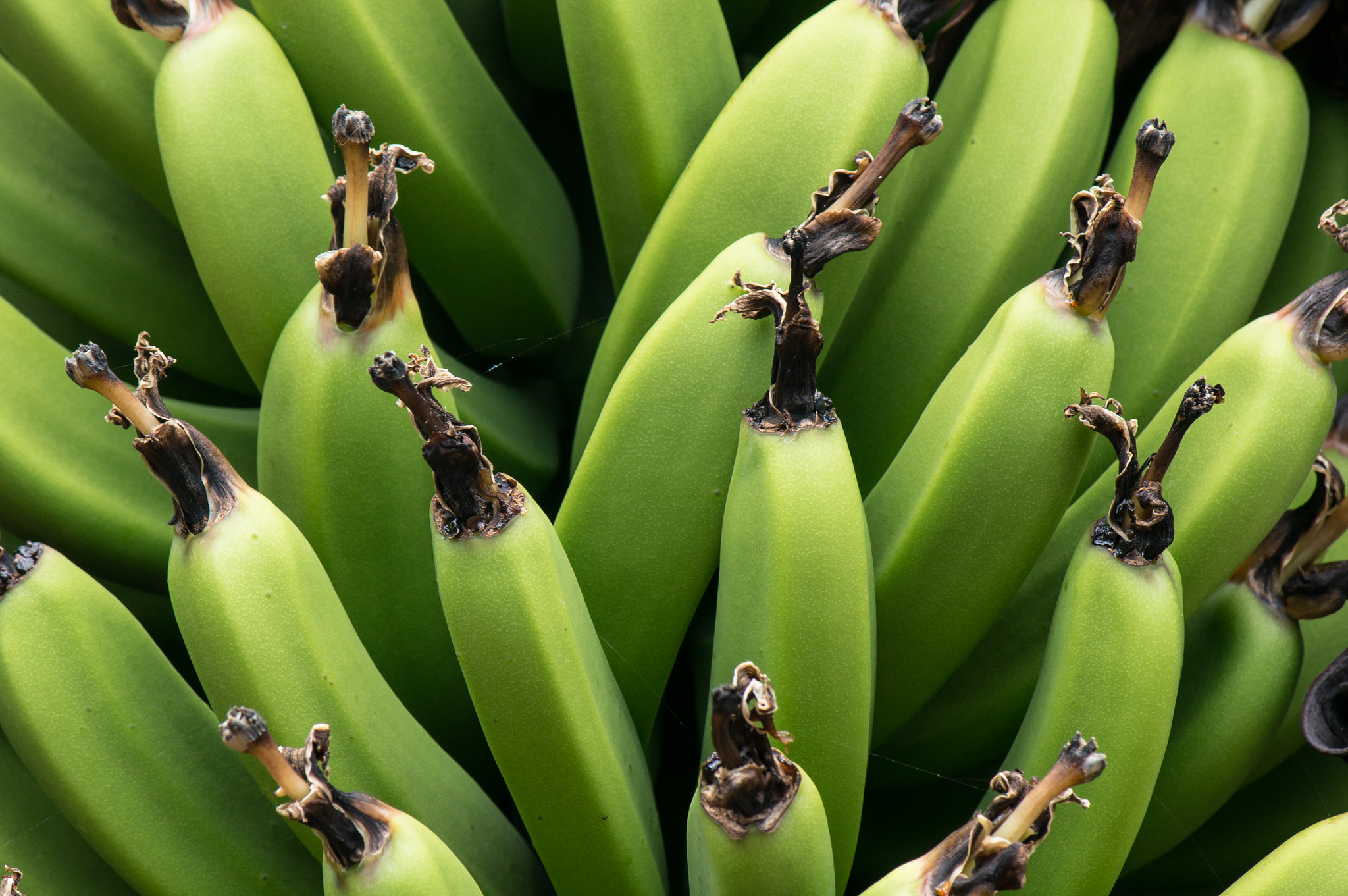 Tamron 18-270mm F3.5-6.3 Di II PZD sample photo. Bananas photography