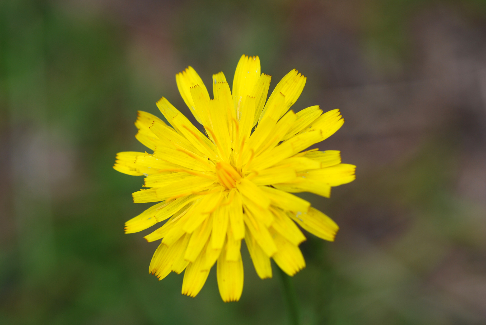 Nikon AF-S Micro-Nikkor 105mm F2.8G IF-ED VR sample photo. Dsc_0861.jpg photography