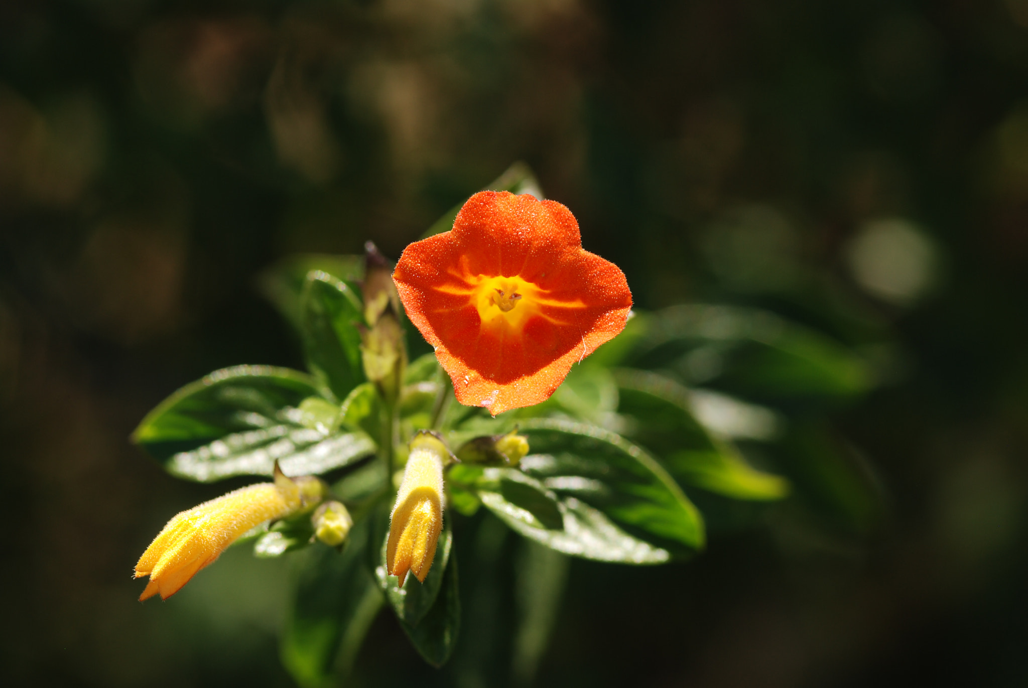 Nikon D80 + Sigma 105mm F2.8 EX DG Macro sample photo. Dsc_0974.jpg photography
