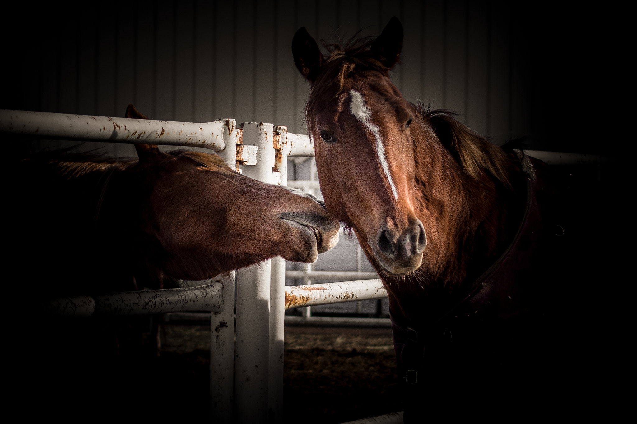 Canon EF 40mm F2.8 STM sample photo. Just a tiny nibble photography