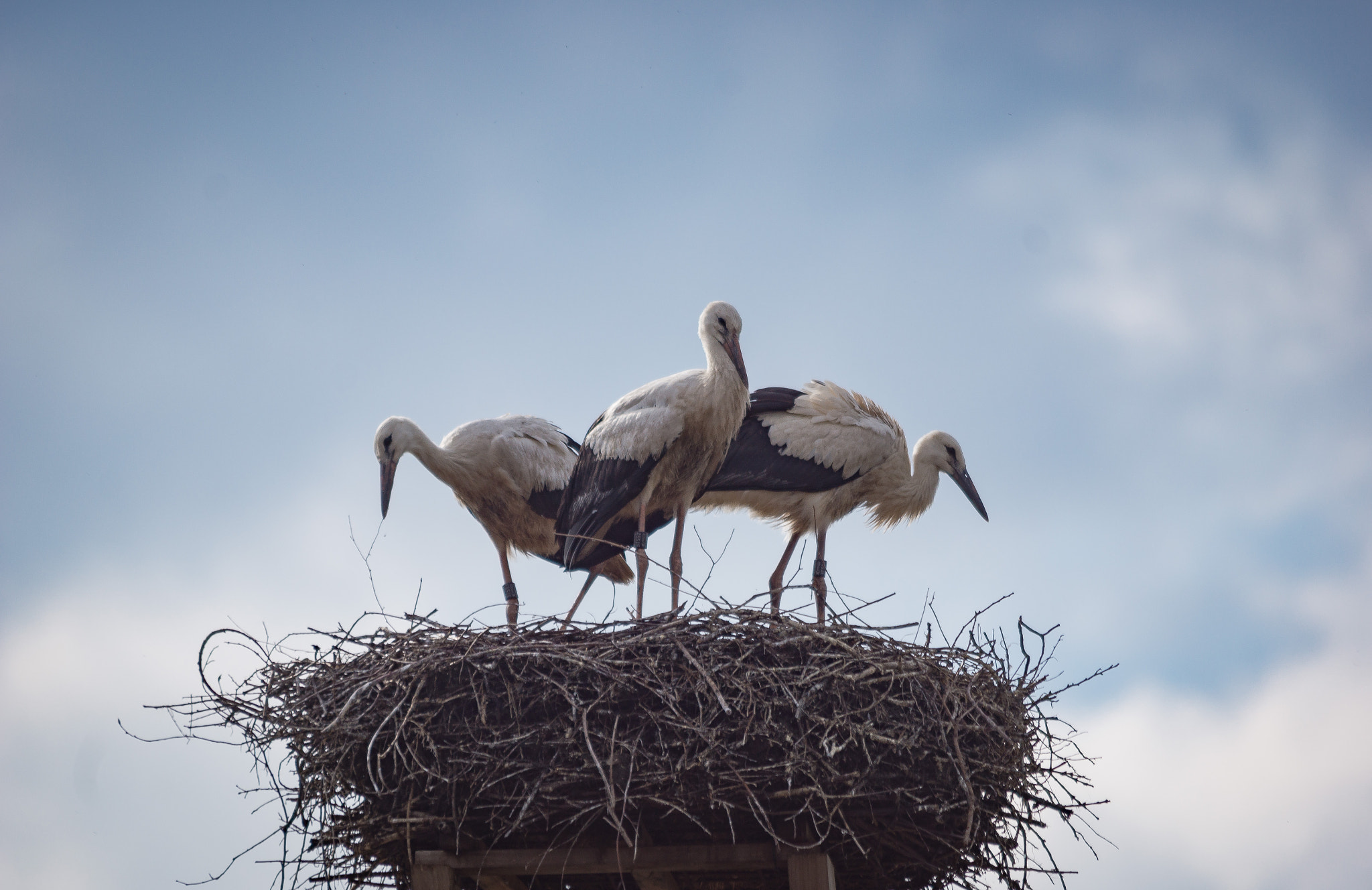 Sigma 150-500mm F5-6.3 DG OS HSM sample photo. Jungvögel photography