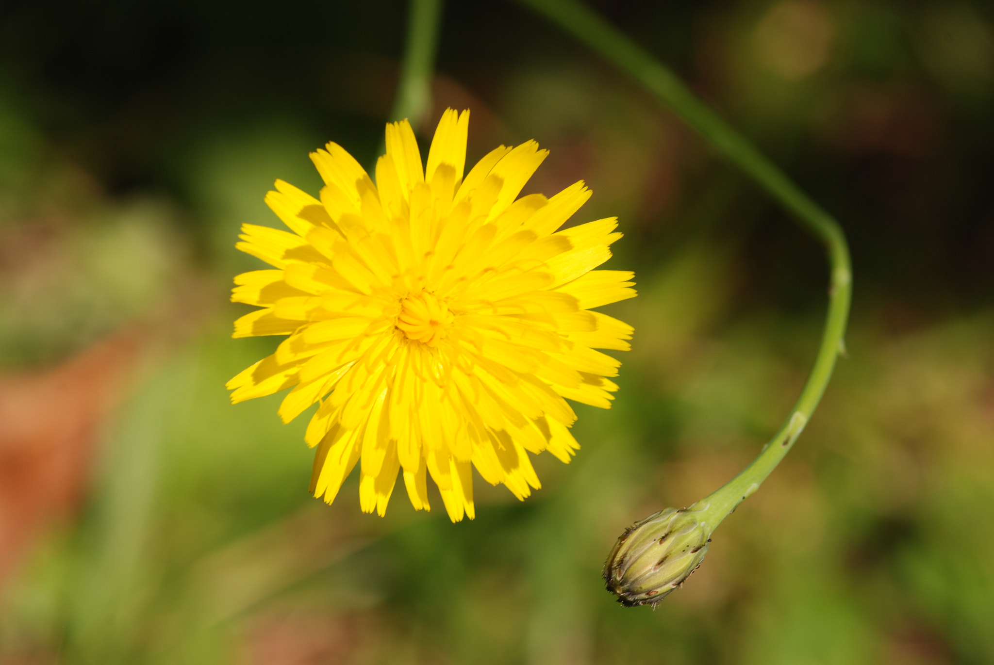 Nikon D80 + Sigma 105mm F2.8 EX DG Macro sample photo. Dsc_0894.jpg photography