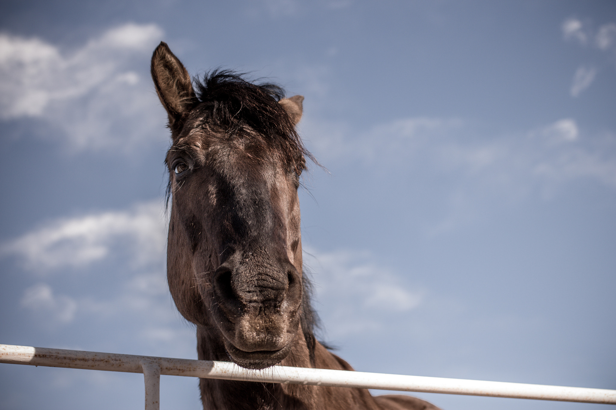 Canon EF 40mm F2.8 STM sample photo. Well hello there photography