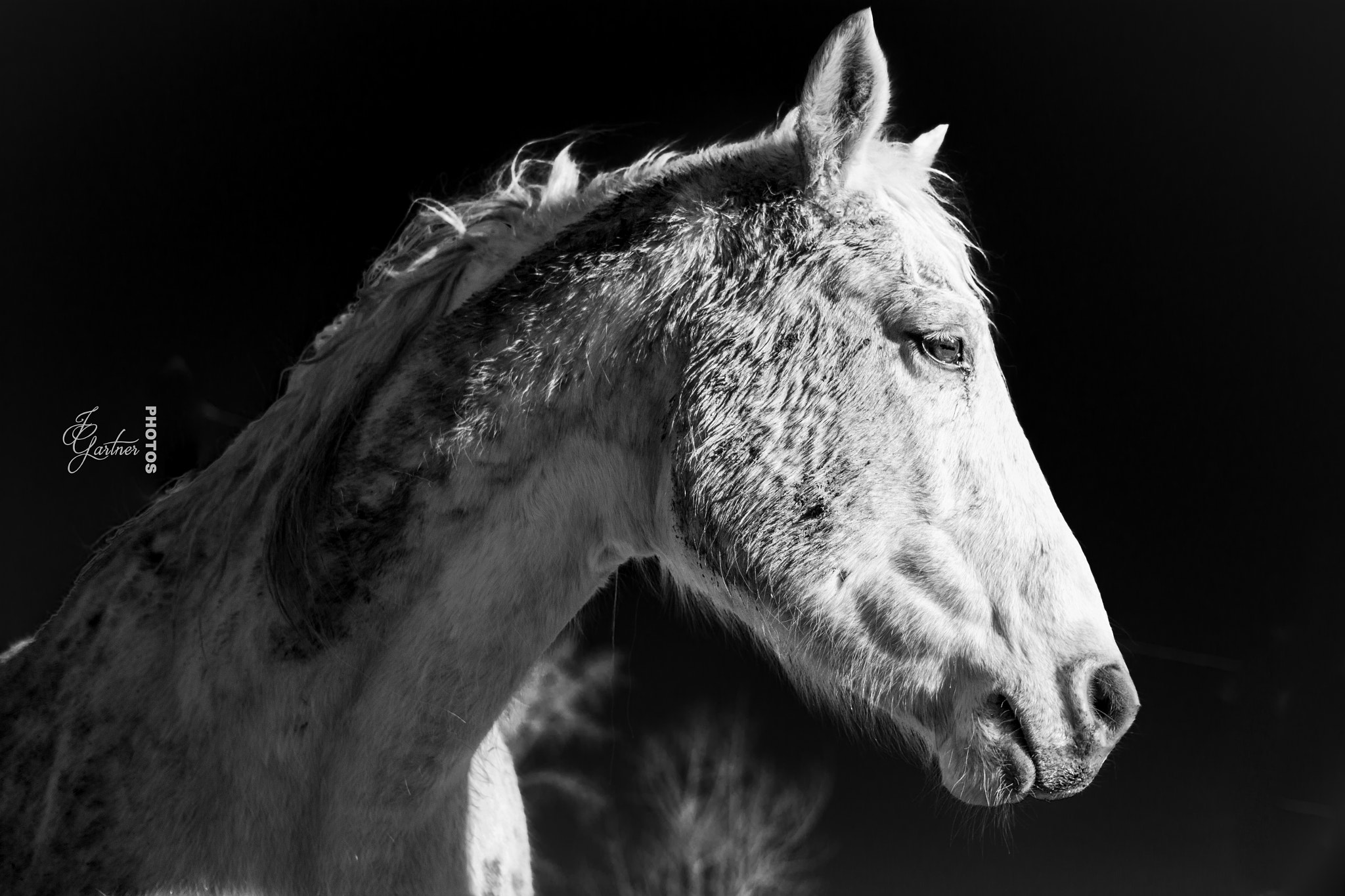 Canon EF 40mm F2.8 STM sample photo. White on black photography