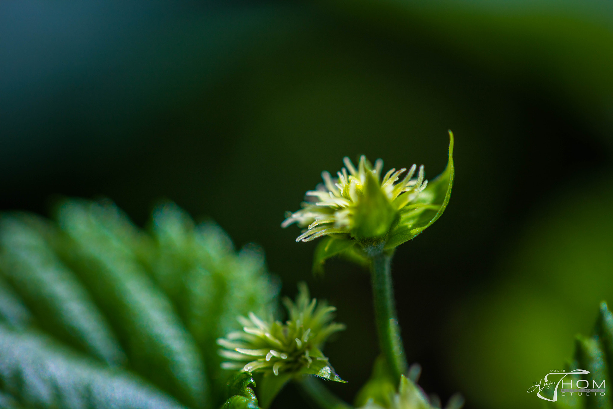 Canon EF 100mm F2.8 Macro USM sample photo. Cascadehop photography