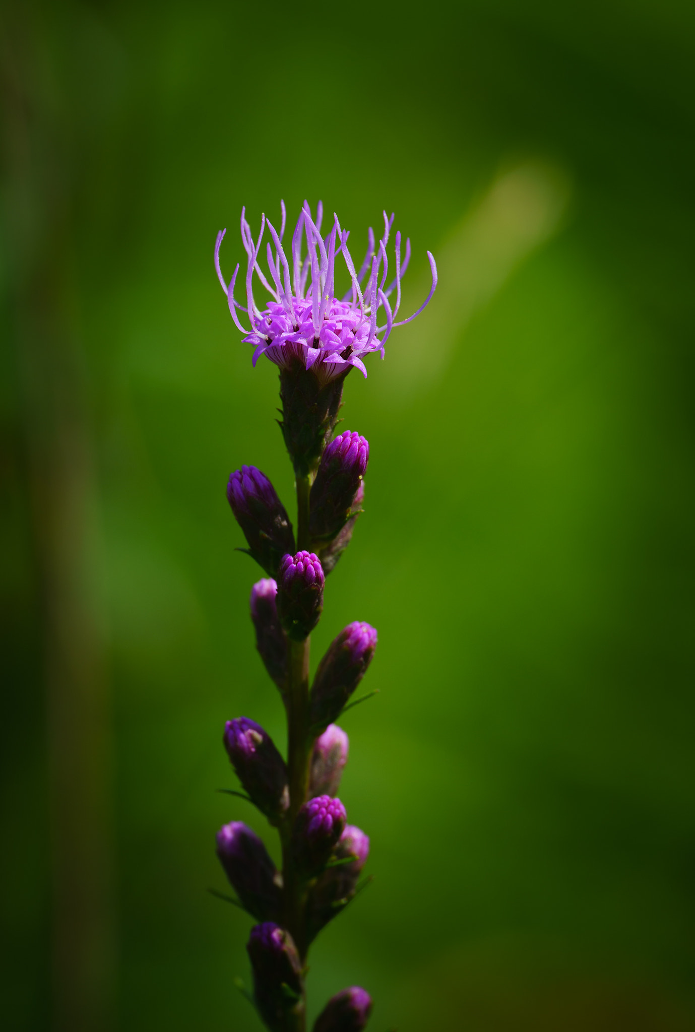 Sony a7R II + Canon EF 200mm F2L IS USM sample photo. Frilly flower photography