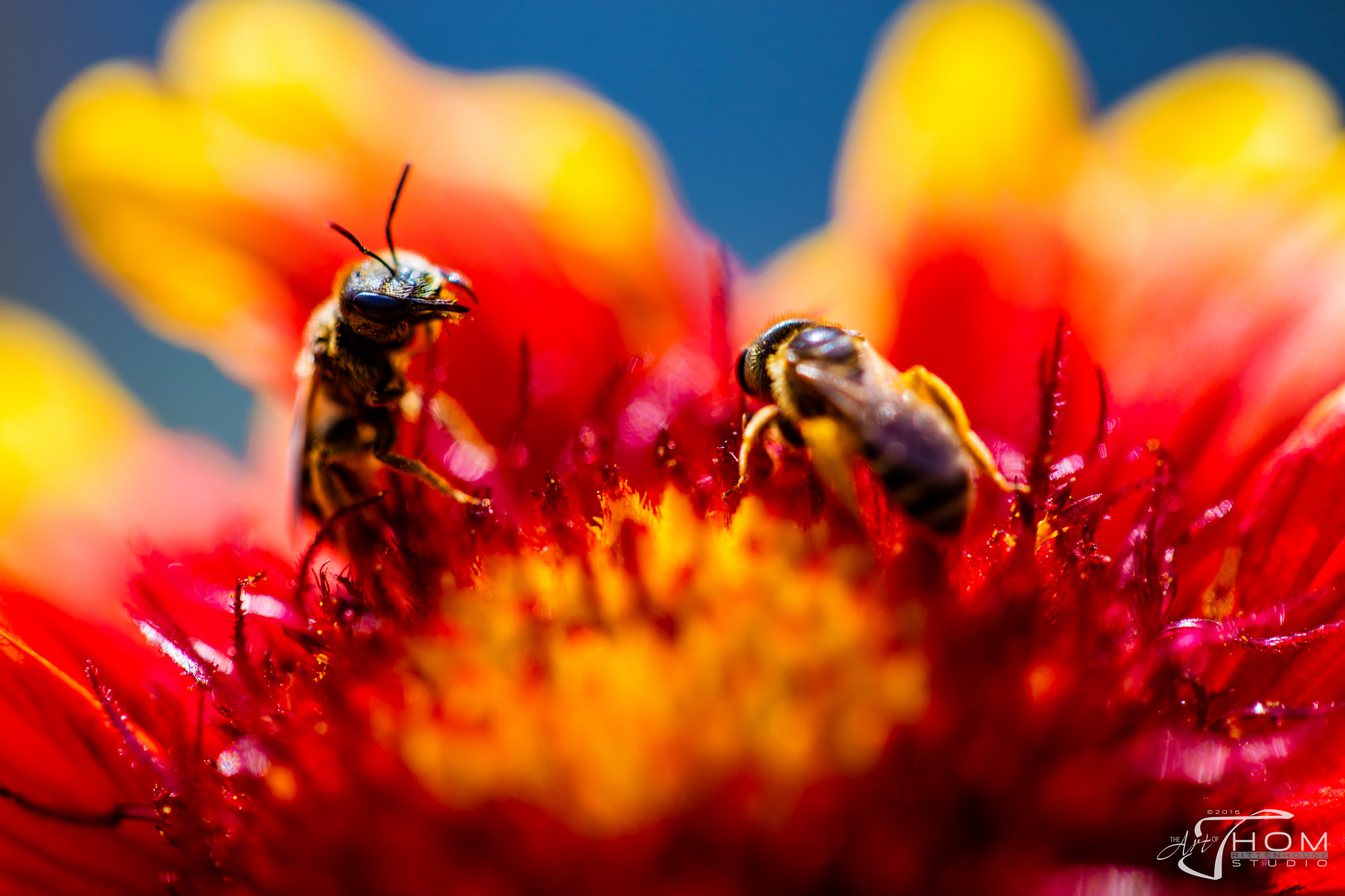 Canon EF 100mm F2.8 Macro USM sample photo. Mine photography