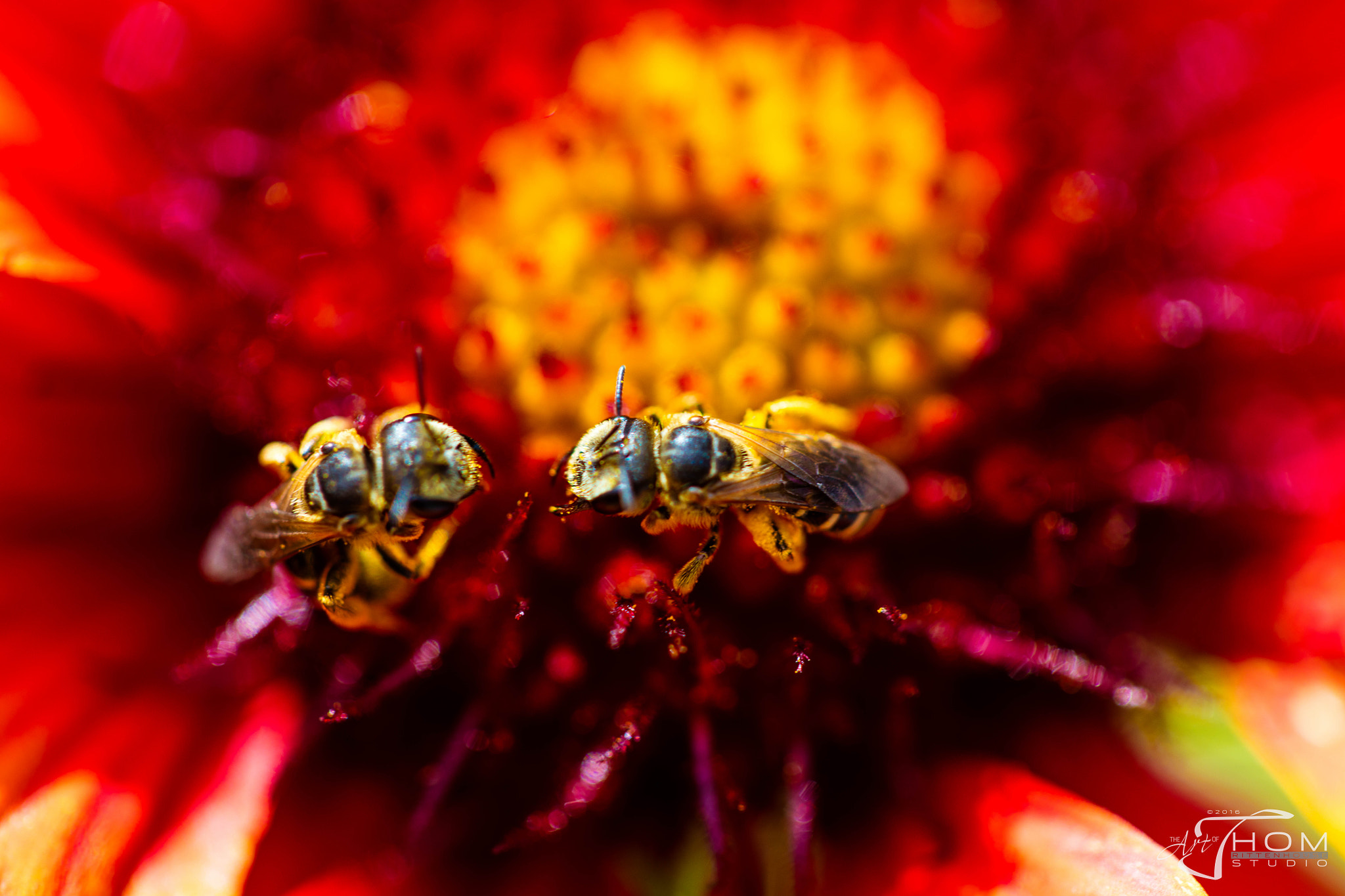 Canon EF 100mm F2.8 Macro USM sample photo. Beetalk photography