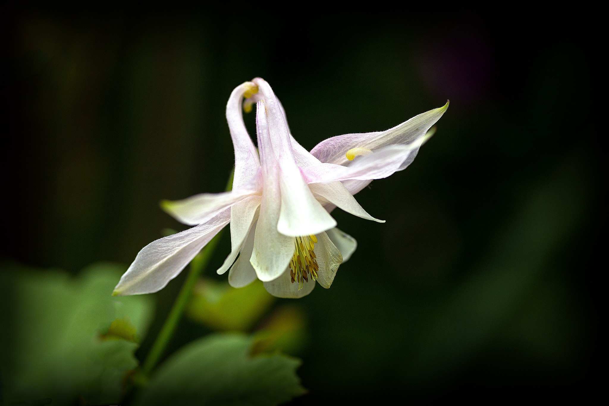 Tamron SP AF 90mm F2.8 Di Macro sample photo. Columbine photography
