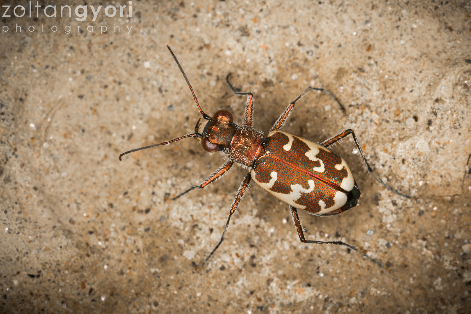 Canon MP-E 65mm F2.5 1-5x Macro Photo sample photo. Tiger beetle photography