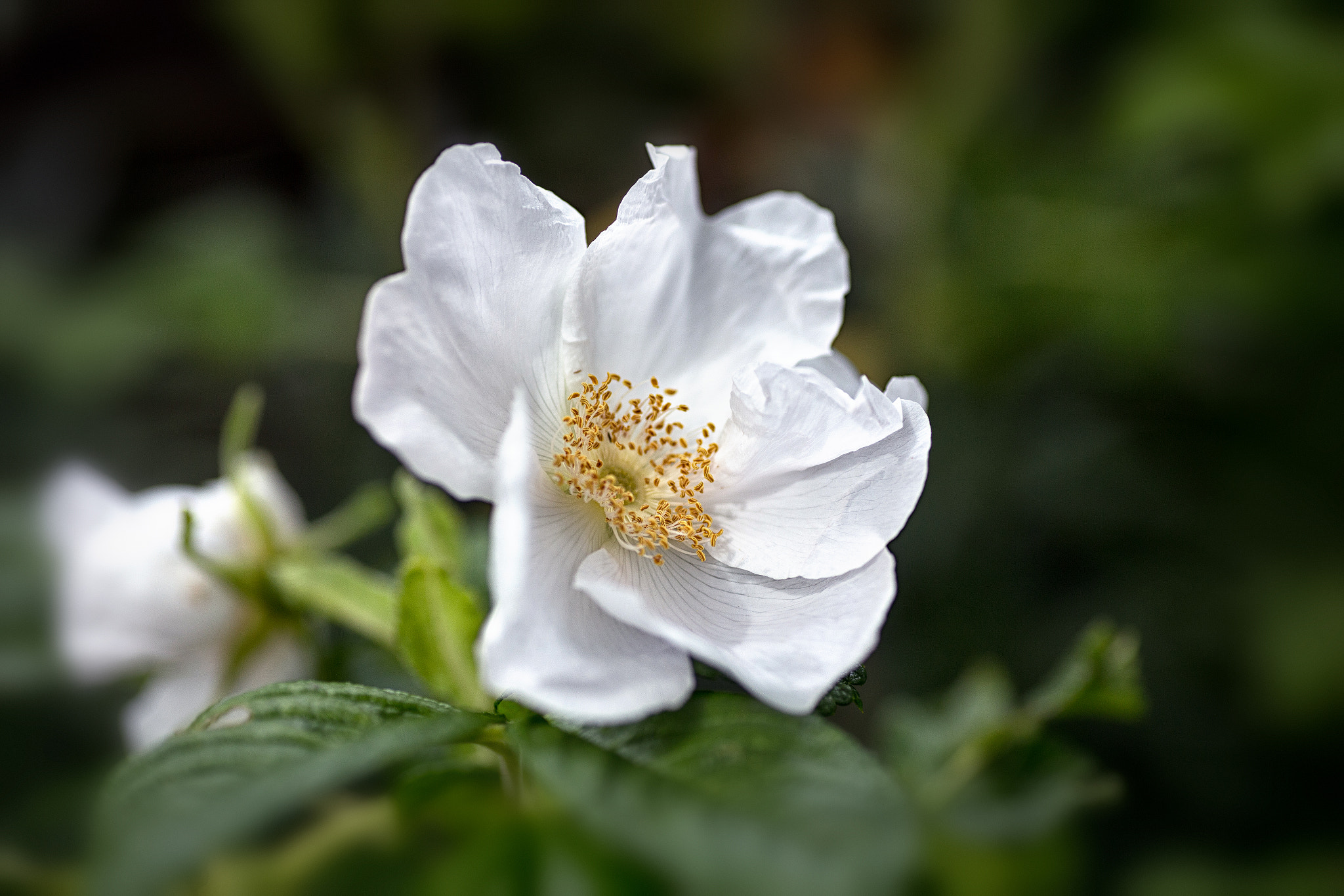 Canon EOS 6D + Tamron SP AF 90mm F2.8 Di Macro sample photo. Rosa rugosa photography