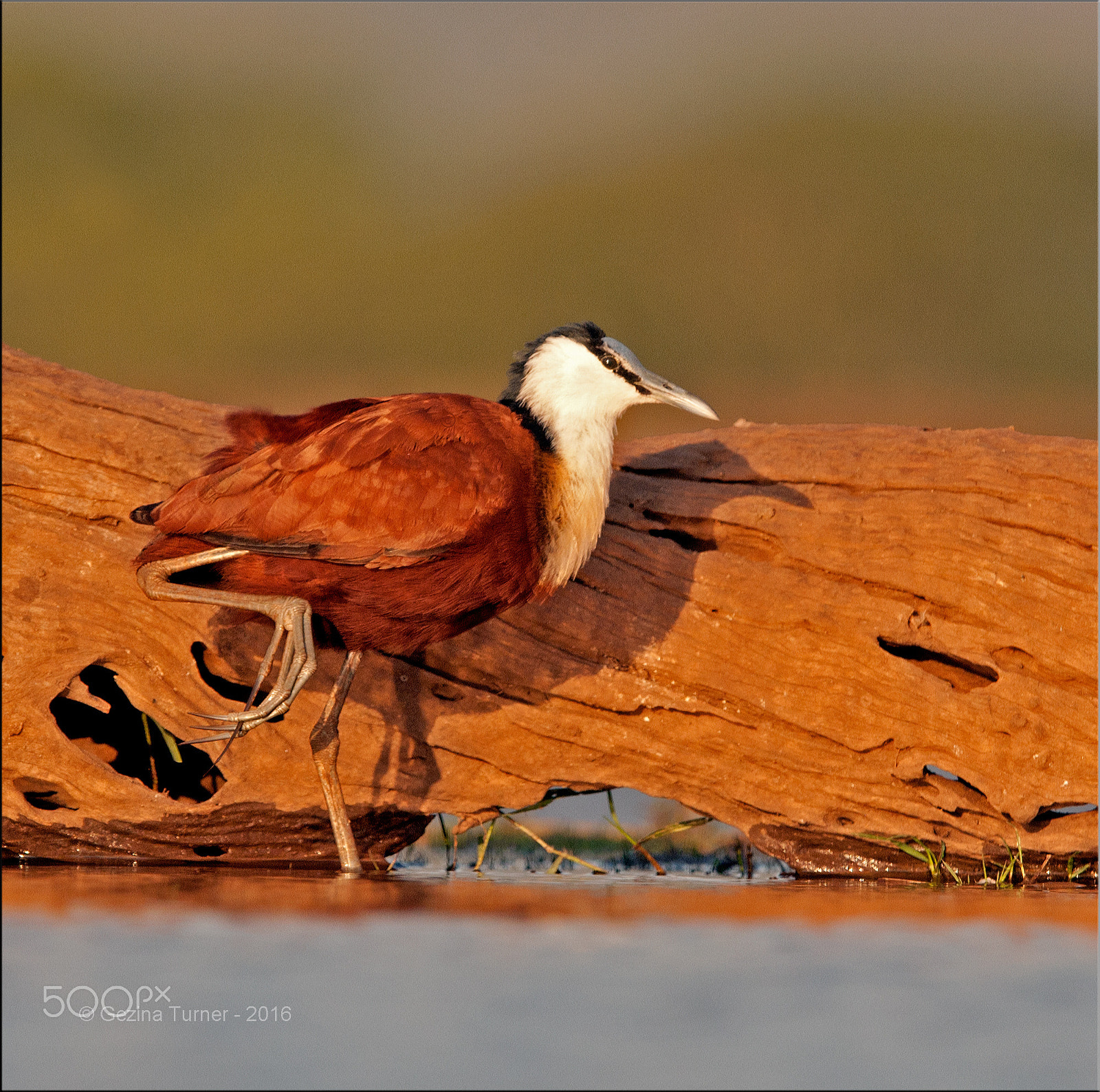 Nikon AF-S Nikkor 400mm F2.8G ED VR II sample photo. African jacana photography