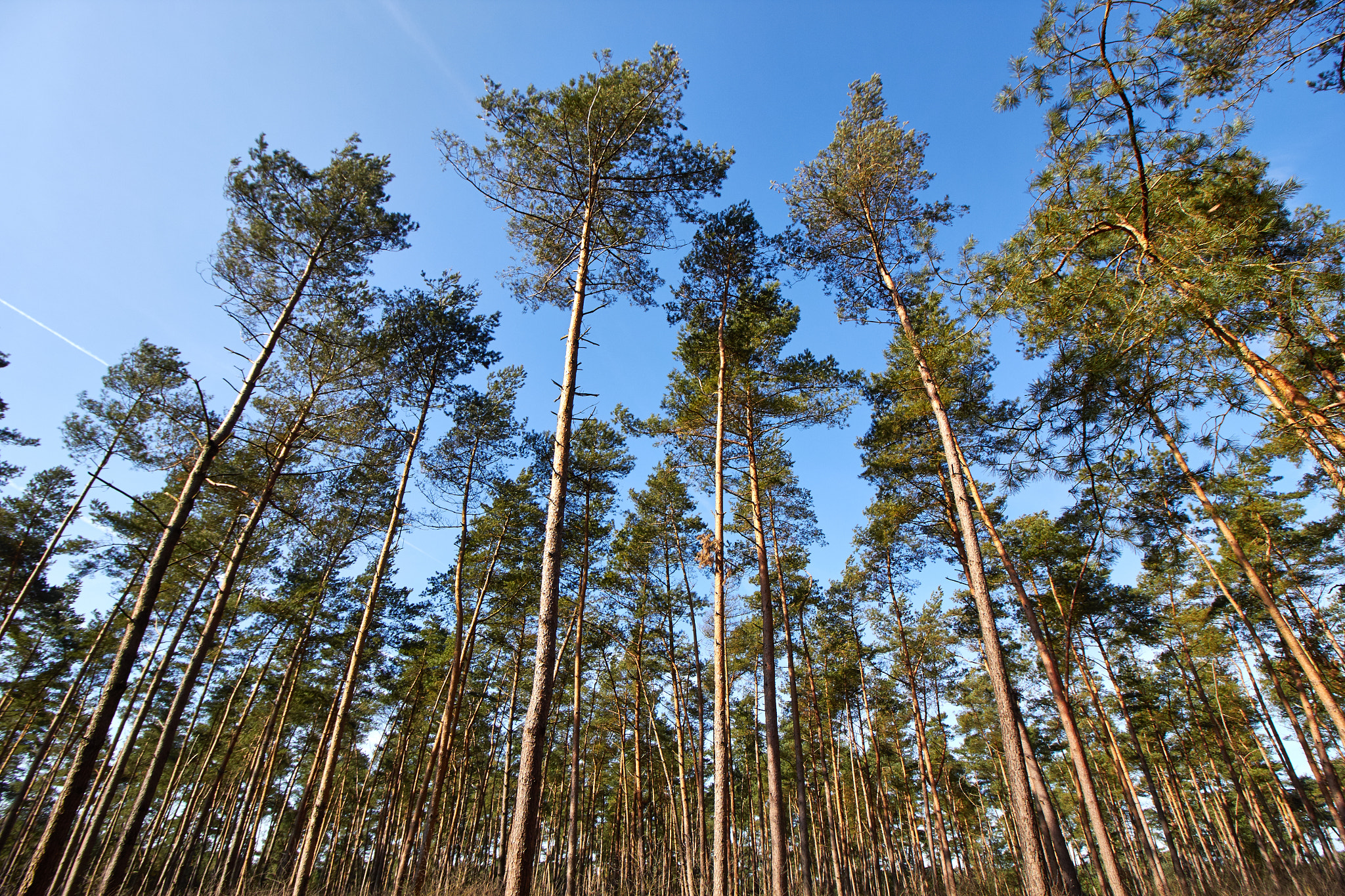 Canon EOS 60D + Canon EF-S 10-18mm F4.5–5.6 IS STM sample photo. Young trees photography