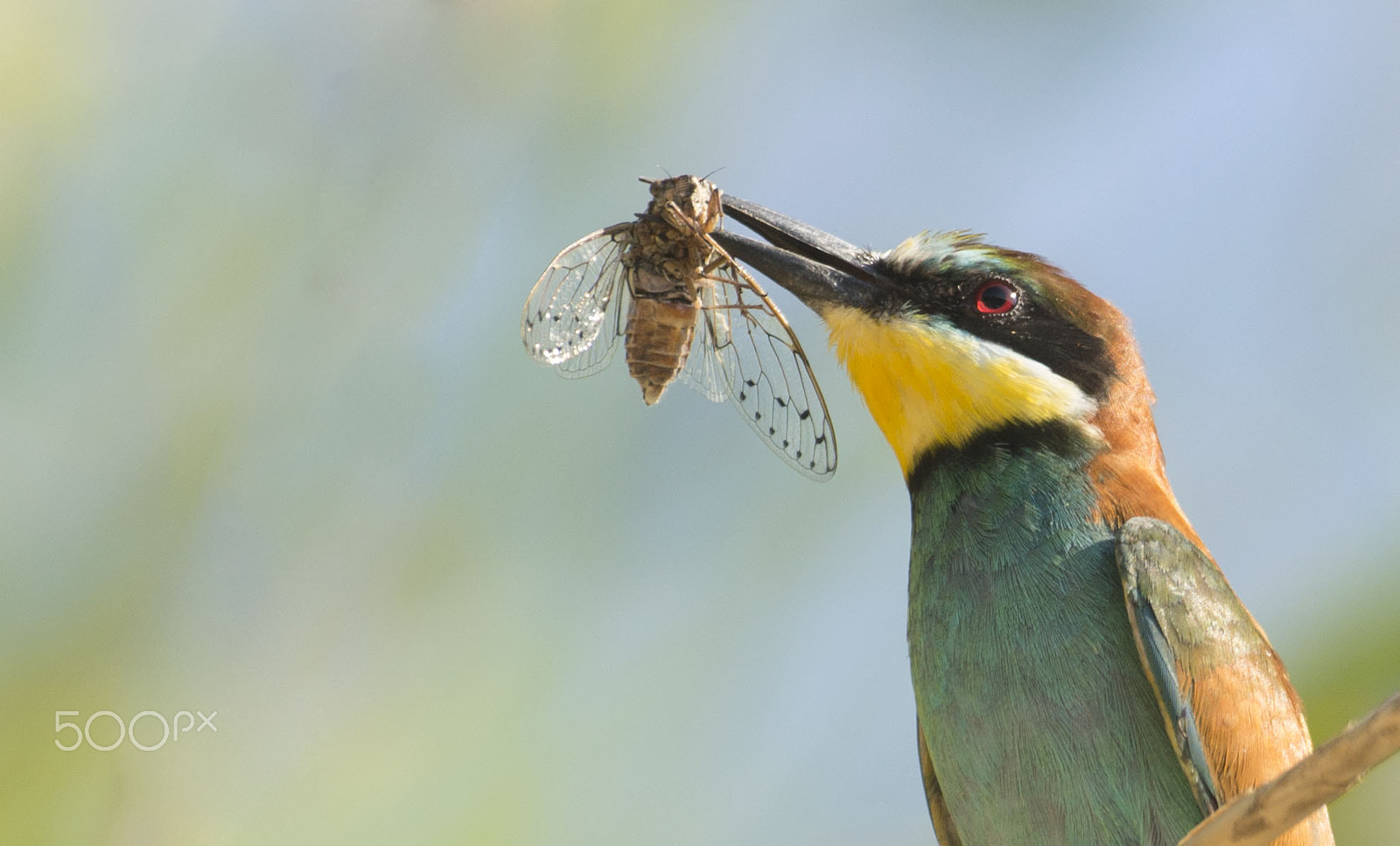 Nikon D600 + Nikon AF-S Nikkor 500mm F4G ED VR sample photo. Natural insecticide photography