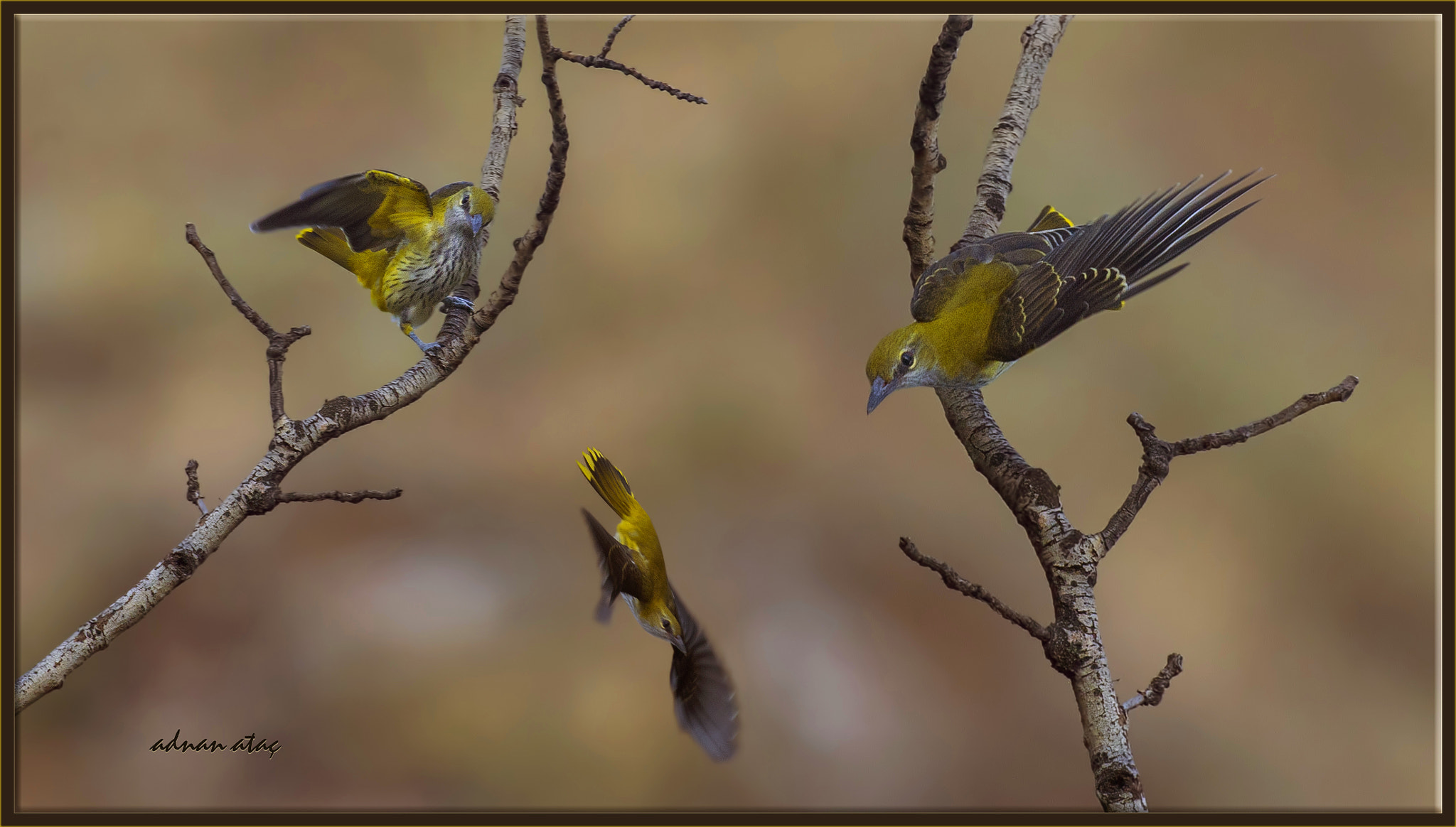 Sigma 300-800mm F5.6 EX DG HSM sample photo. Sarıasma - golden oriole - oriolus oriolus photography