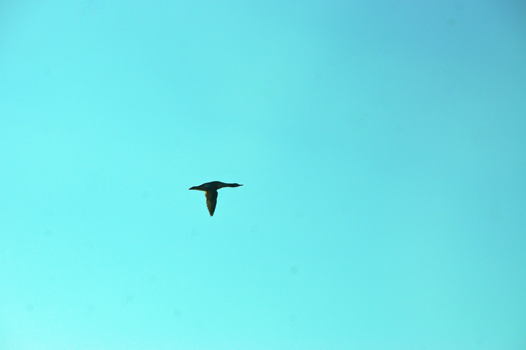 Sony Alpha DSLR-A500 sample photo. Bird 1 photography
