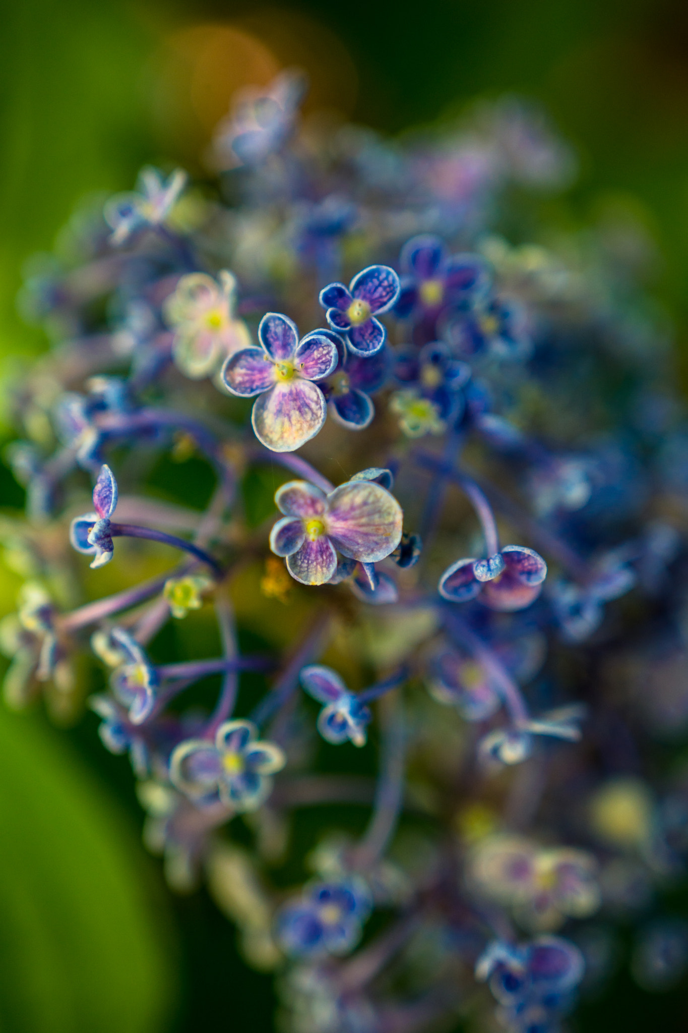 Sony a6300 + 18-35mm F1.8 DC HSM | Art 013 sample photo. Colorful photography