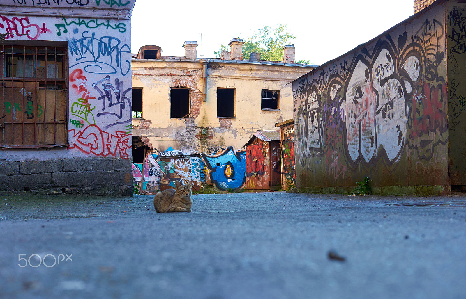 Fujifilm X-A1 + Fujifilm XF 35mm F2 R WR sample photo. Road cat photography
