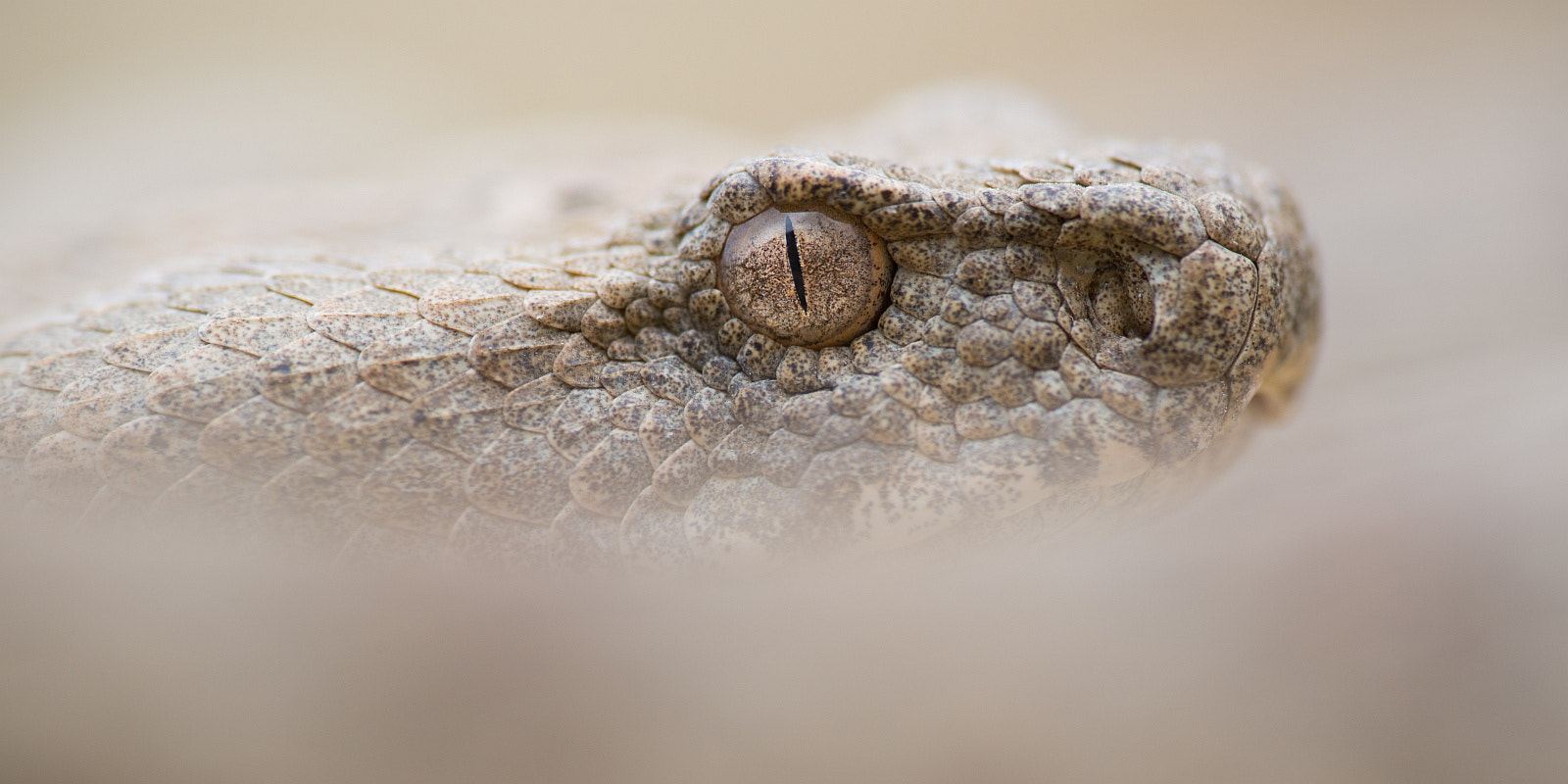 Nikon D600 sample photo. Macrovipera lebetina lebetina photography