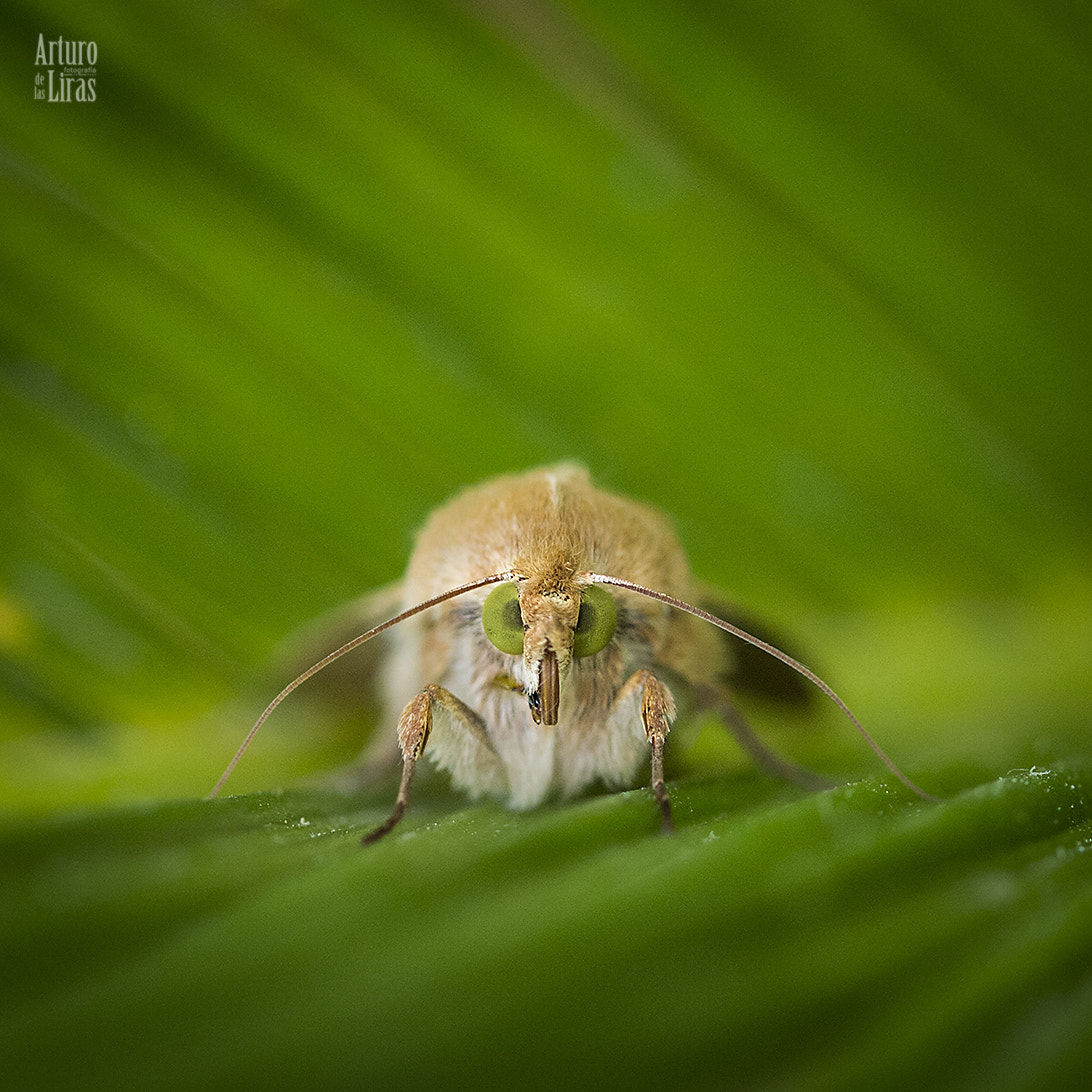 Olympus E-5 + OLYMPUS 50mm Lens sample photo. Moth photography