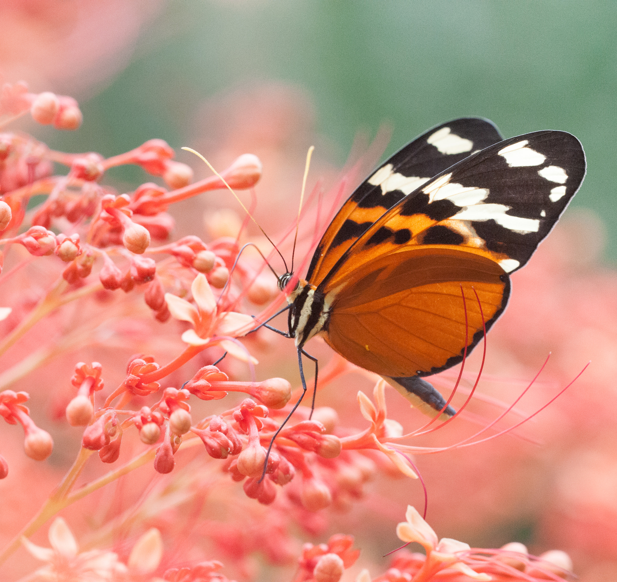 Sigma 150mm F2.8 EX DG OS Macro HSM sample photo. Ismenius tiger photography