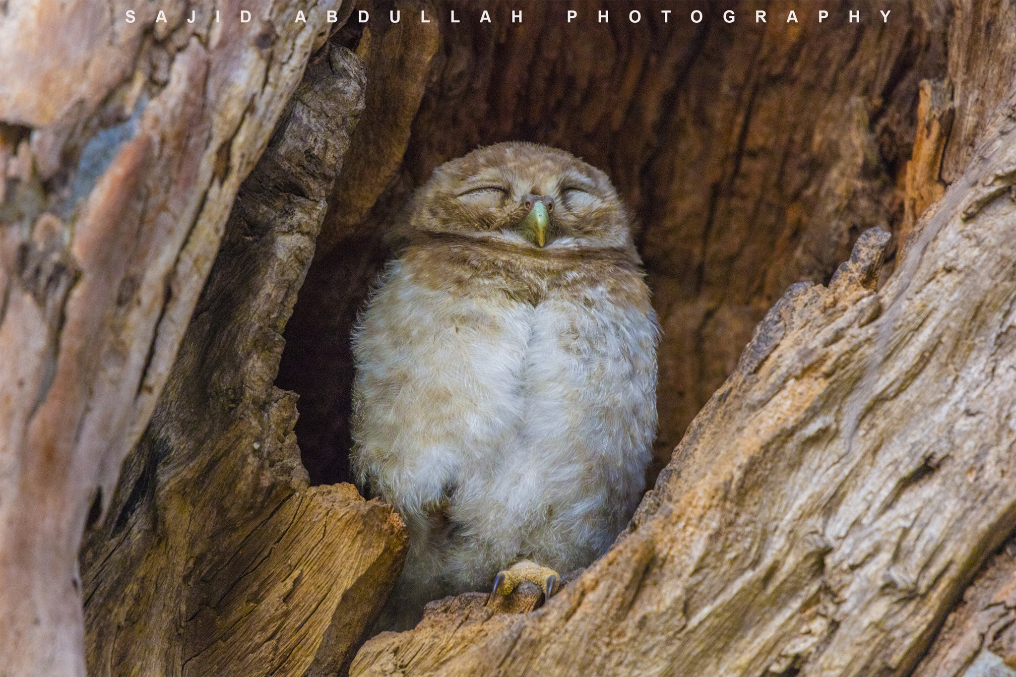 Canon EOS 5DS R sample photo. Don't disturb me i am sleeping! photography