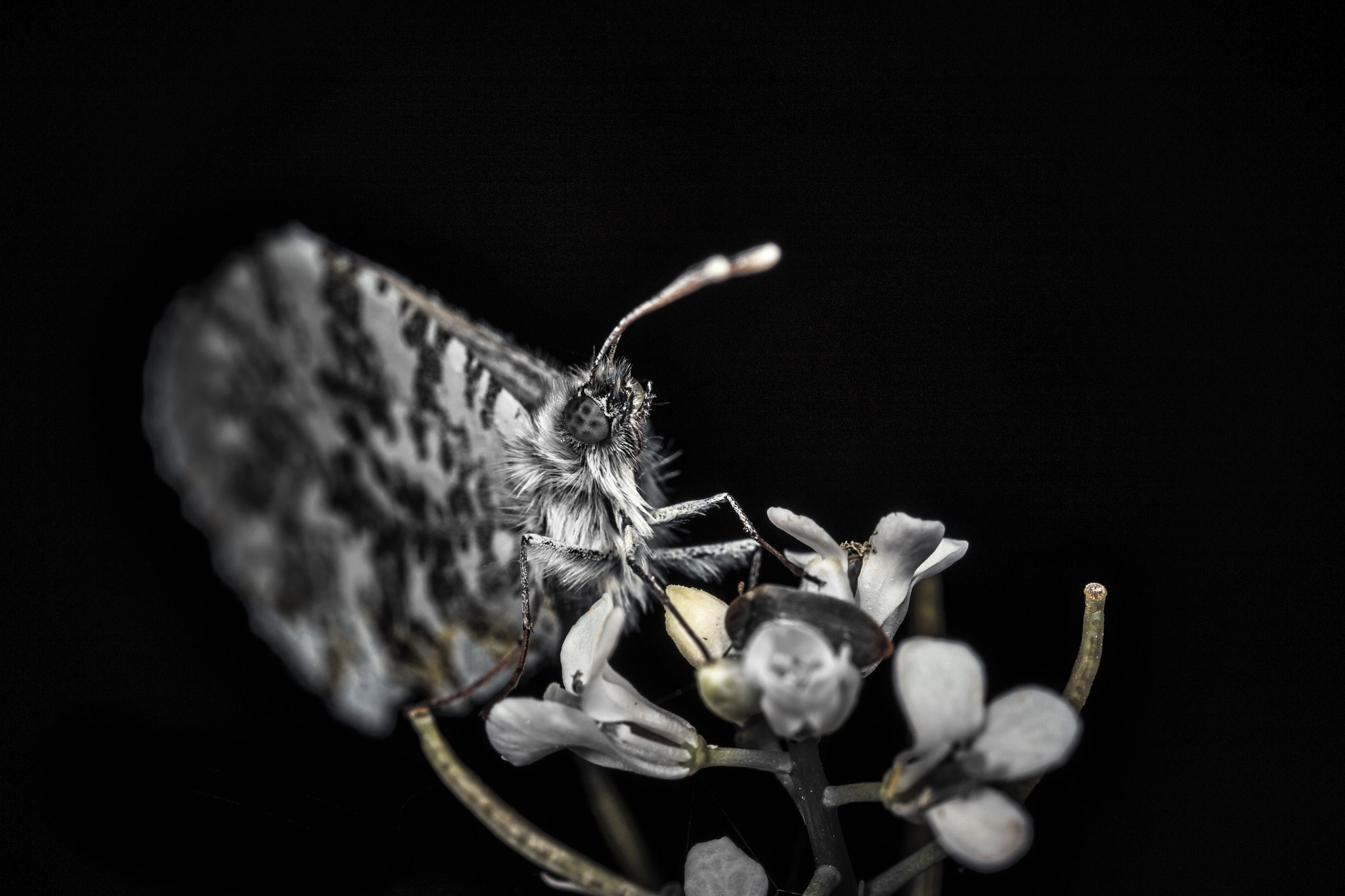 Canon MP-E 65mm F2.5 1-5x Macro Photo sample photo. Butterfly photography