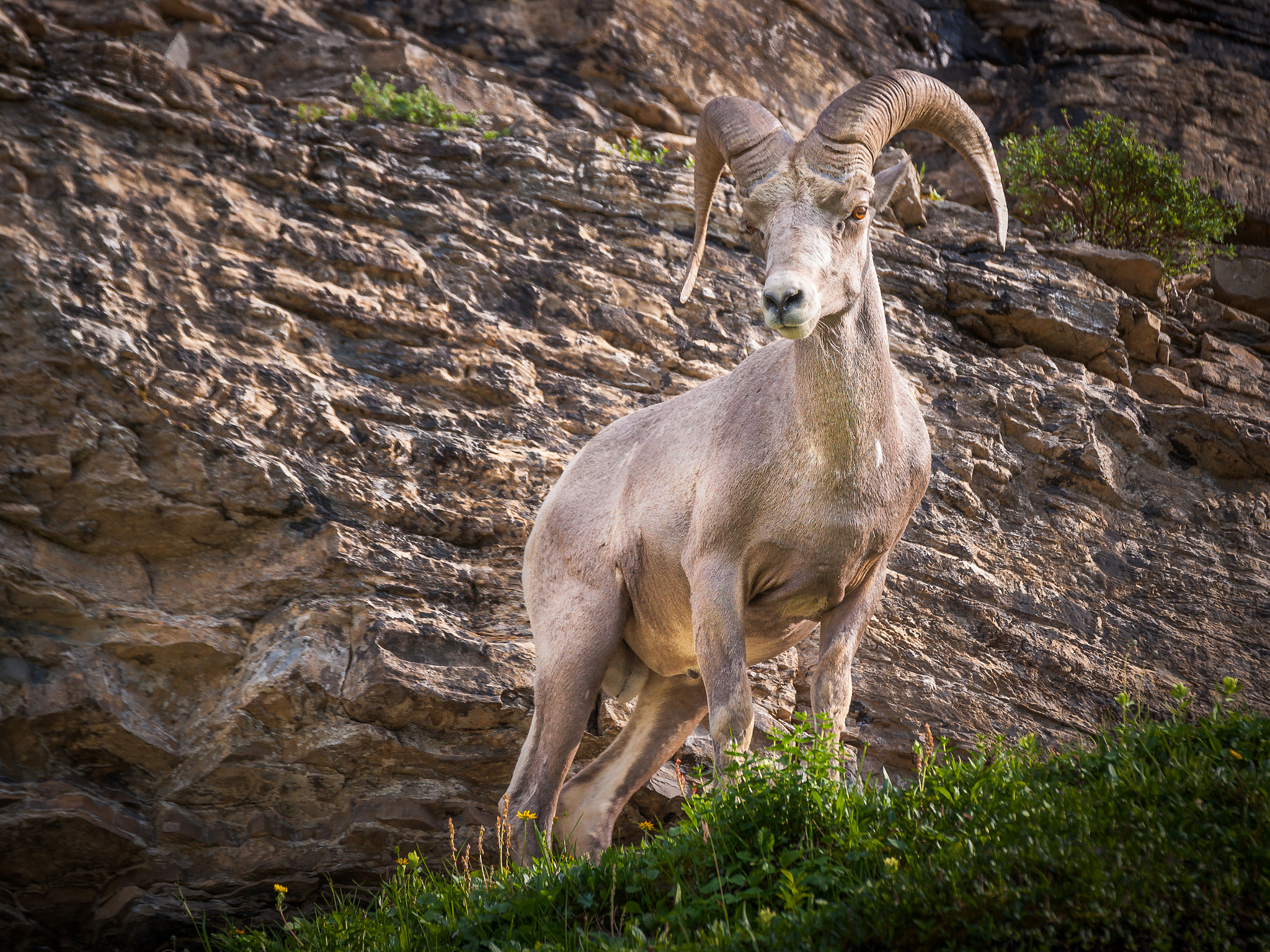 Sony 70-300mm F4.5-5.6 G SSM sample photo. Bighorn sheep photography