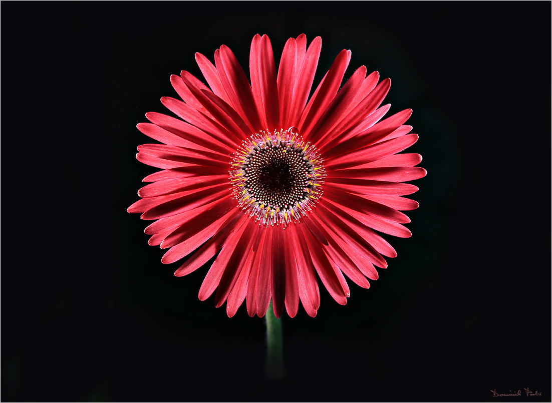 Canon EOS 70D + Canon TS-E 90mm F2.8 Tilt-Shift sample photo. Gerbera photography