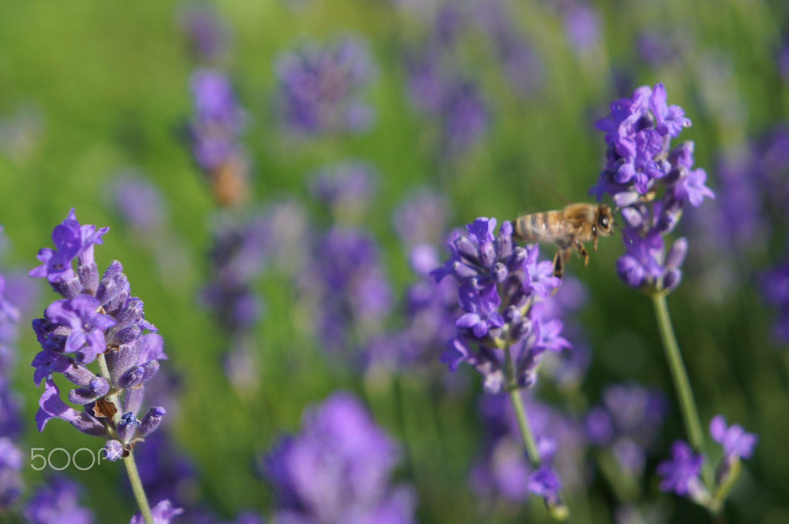 Sony FE 28-70mm F3.5-5.6 OSS sample photo. Bee moving photography