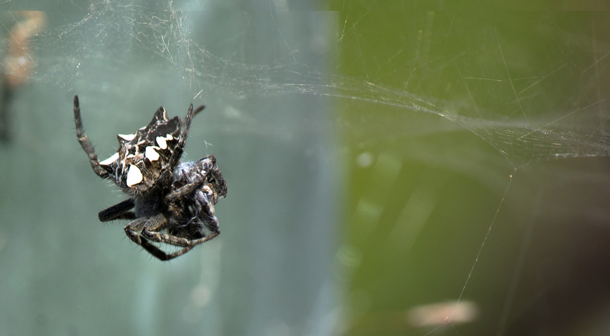 Tamron 18-270mm F3.5-6.3 Di II PZD sample photo. Happy meal photography